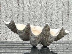 Vintage Coastal Monumental Tridacna Gigas Clam Shell #7