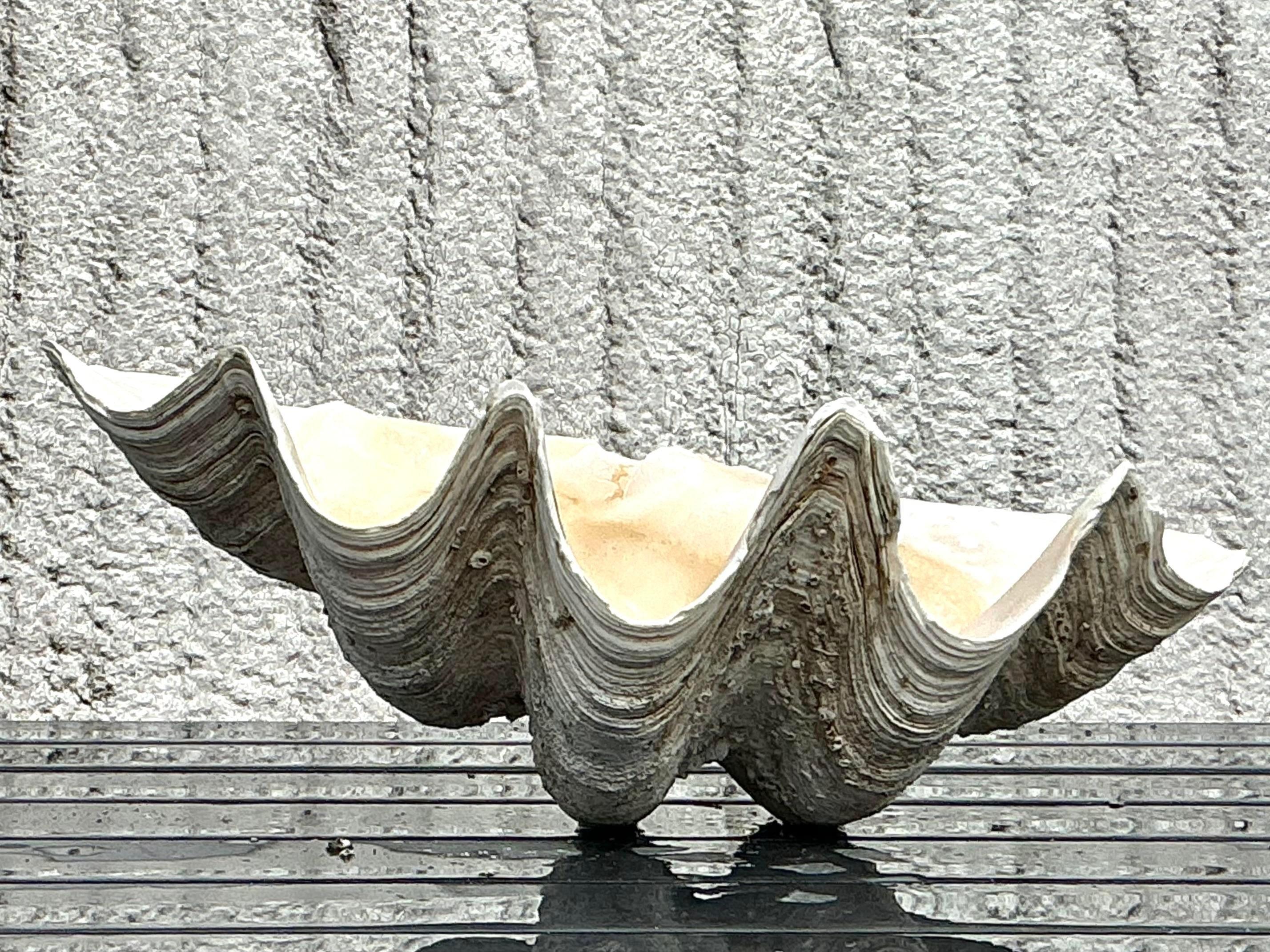 Américain Vintage Coastal Monumental Tridacna Gigas Clam Shell #7 en vente