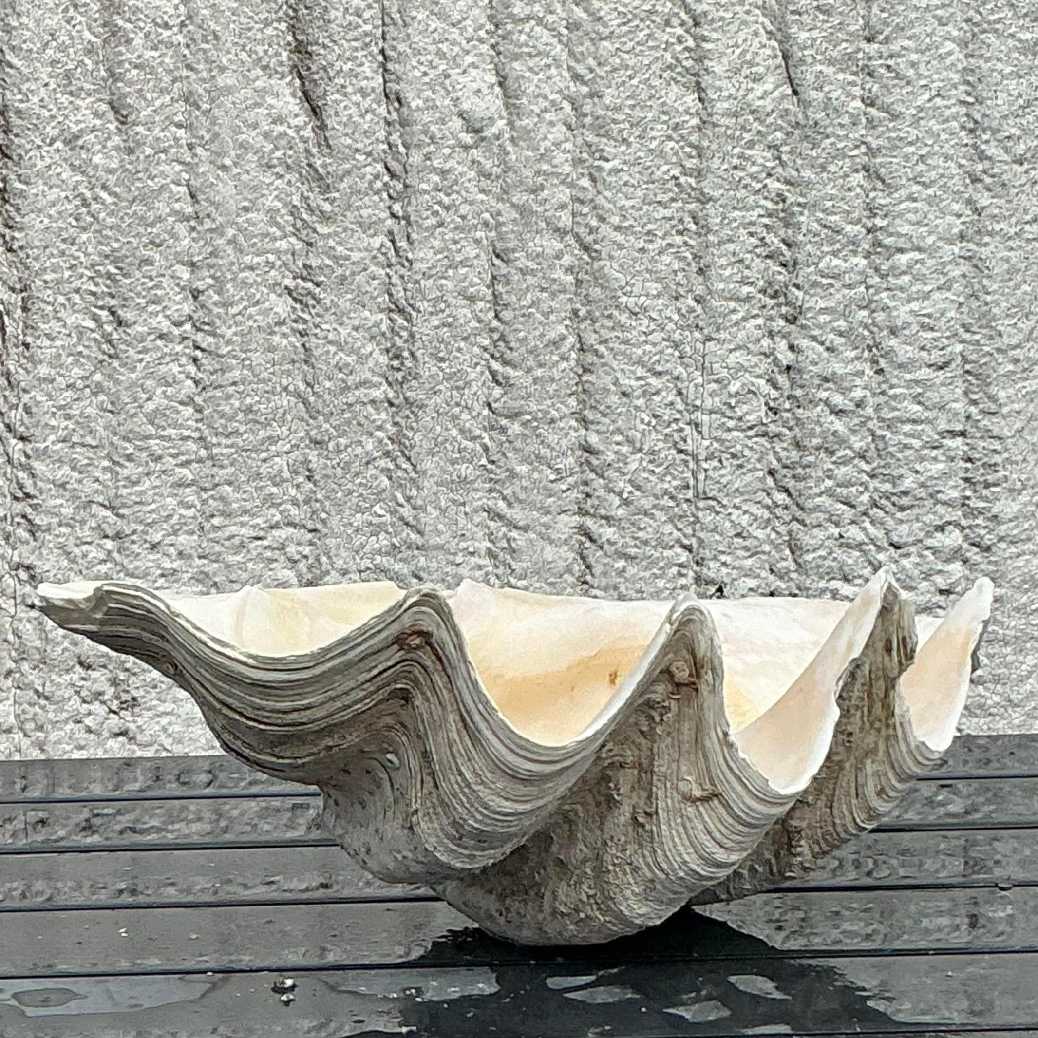 Vintage Coastal Monumental Tridacna Gigas Clam Shell #7 Bon état - En vente à west palm beach, FL