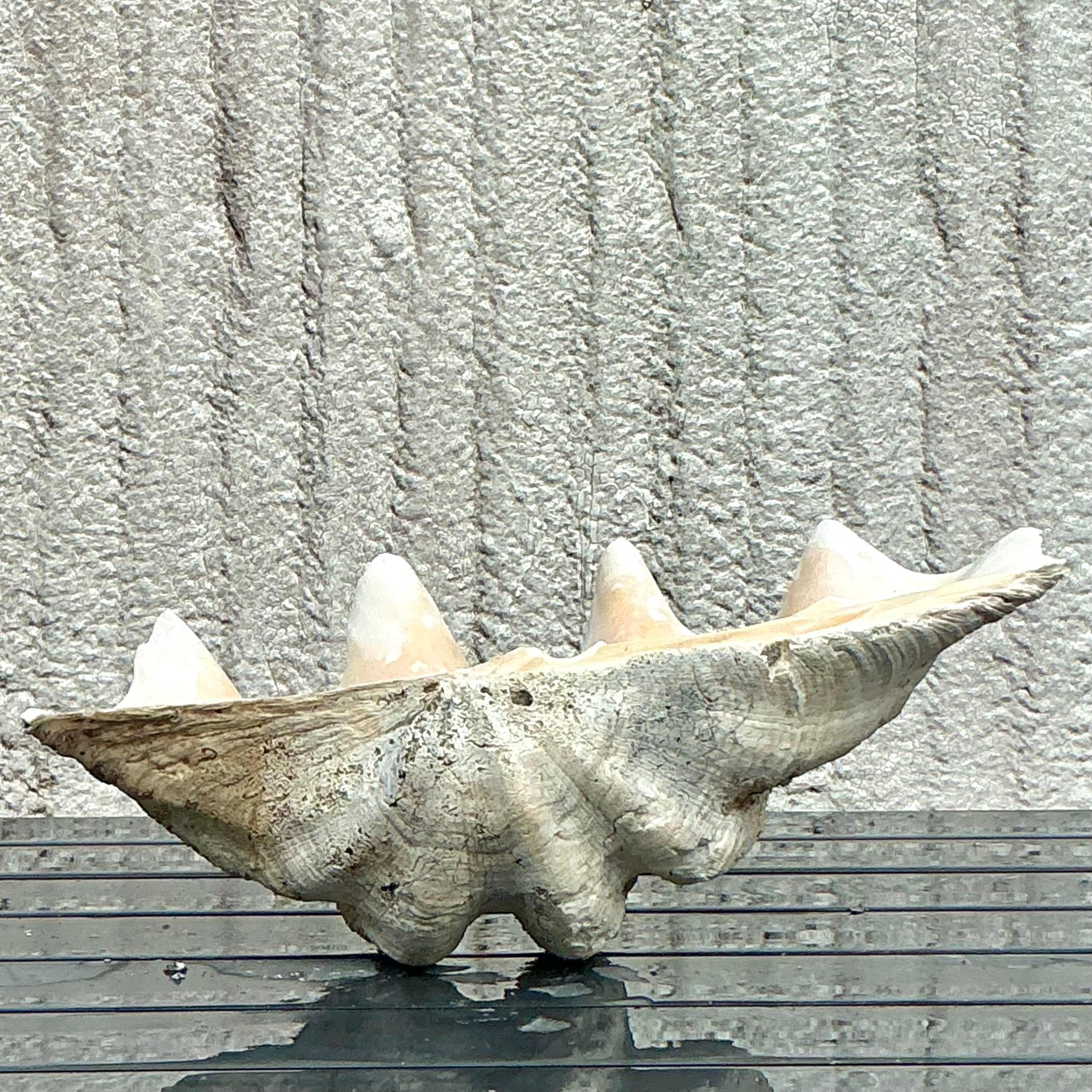 Vintage Coastal Monumental Tridacna Gigas Clam Shell #7 en vente 1