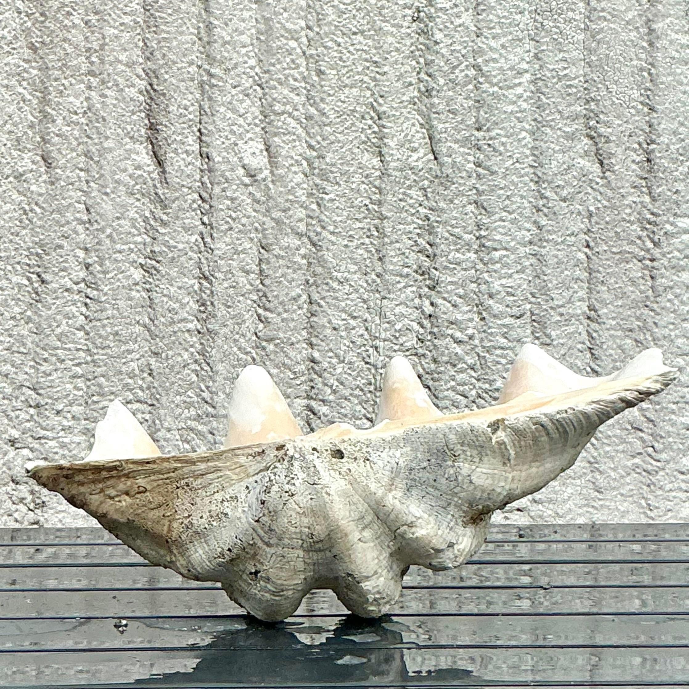 Vintage Coastal Monumental Tridacna Gigas Clam Shell #7 en vente 2
