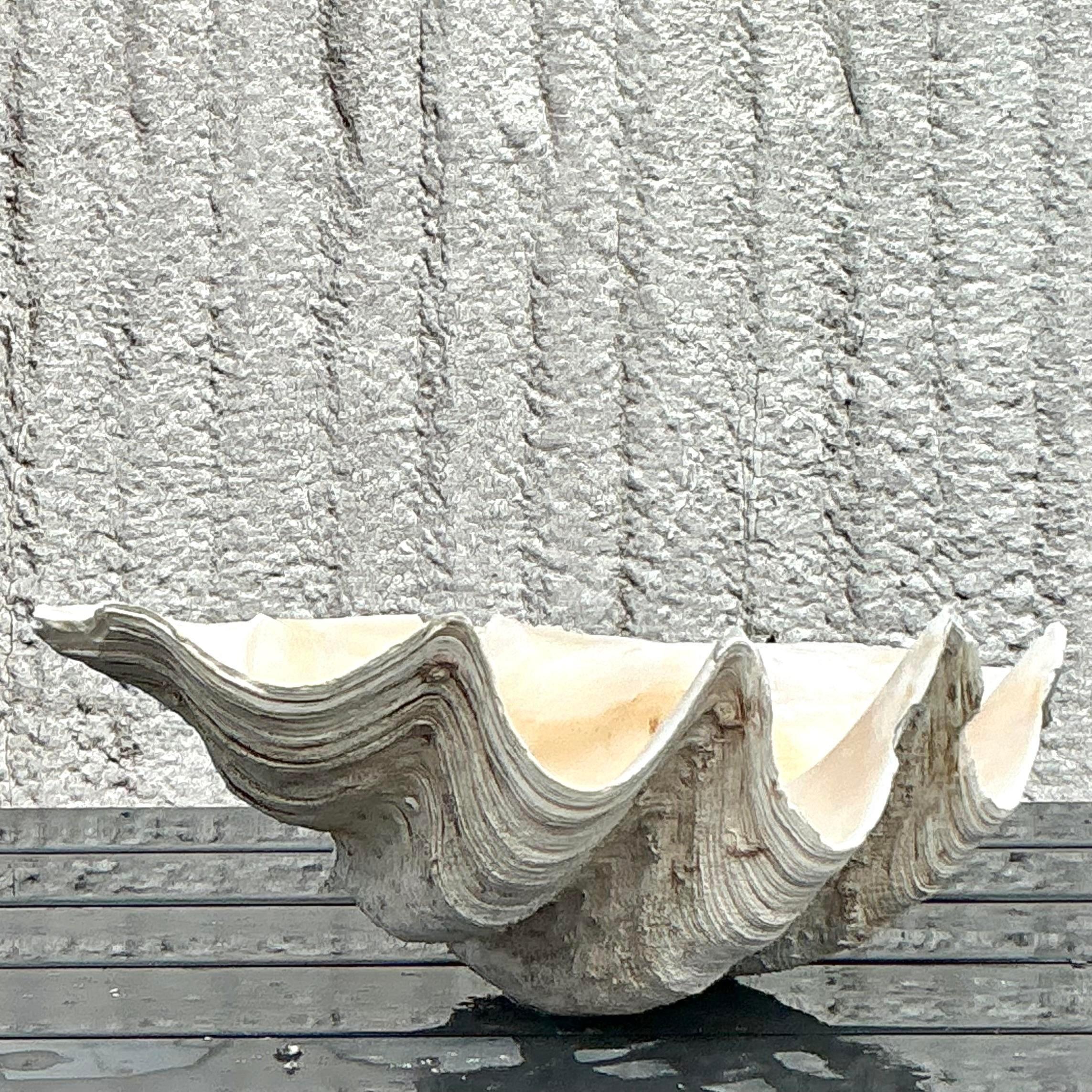 Vintage Coastal Monumental Tridacna Gigas Clam Shell #7 en vente 3