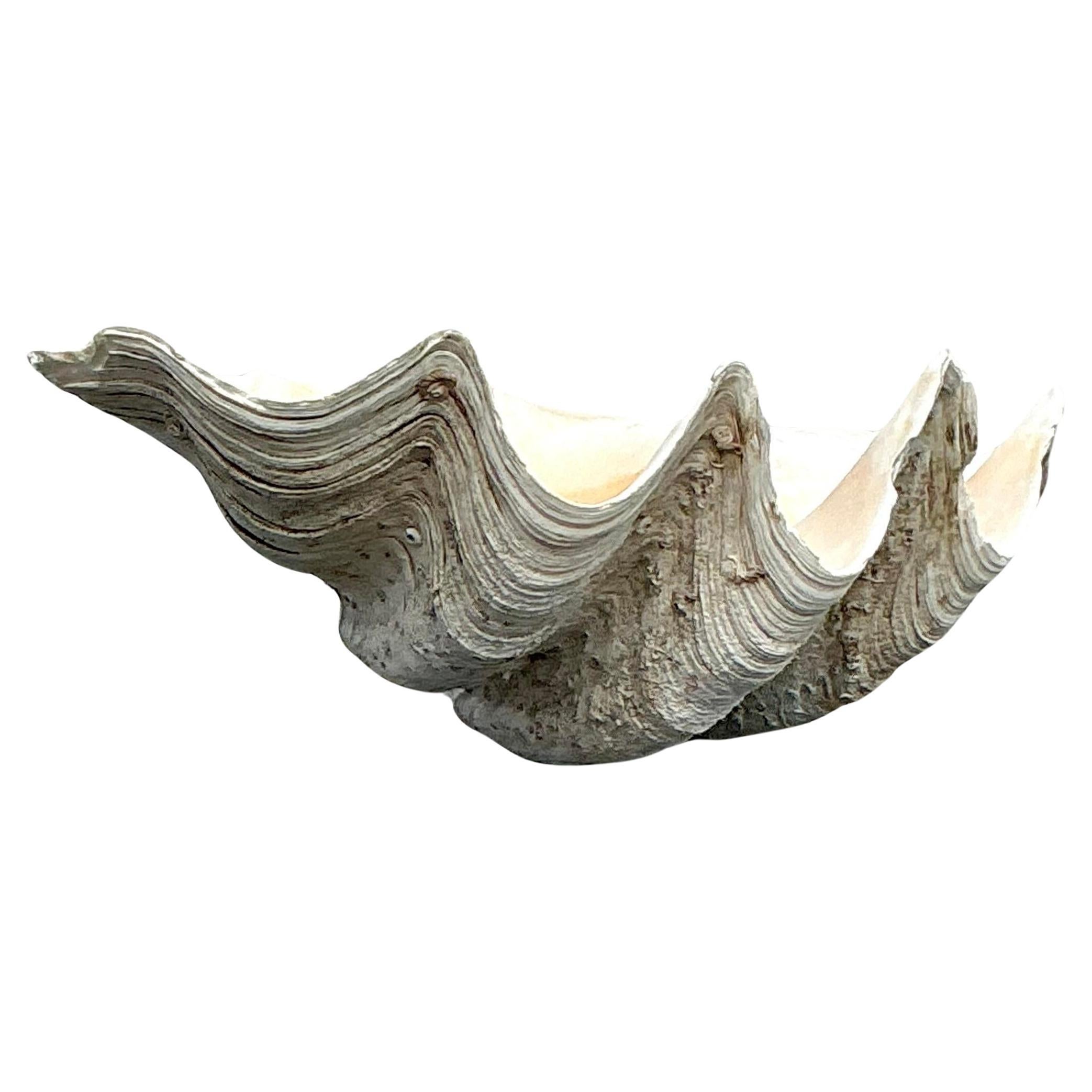 Concha de almeja Tridacna Gigas monumental costera vintage nº 7