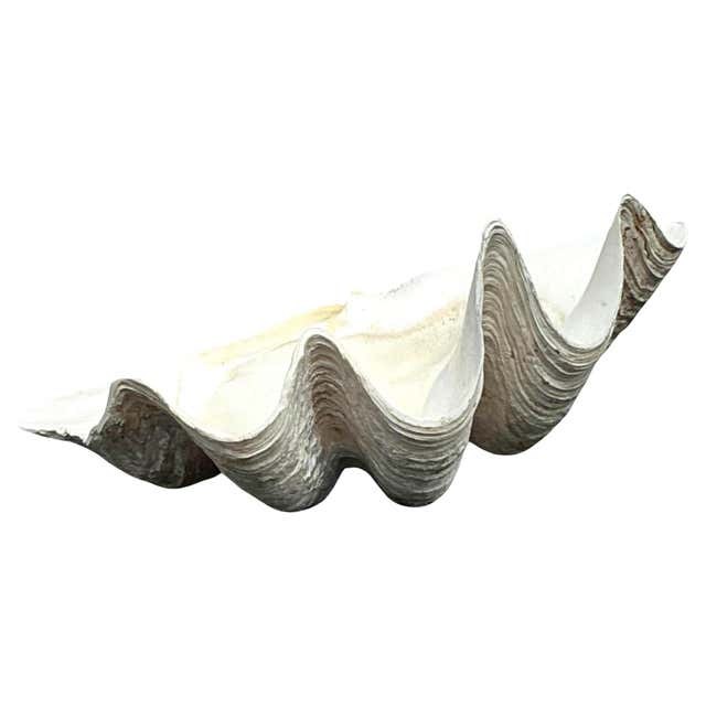 Giant Clam Shell at 1stDibs