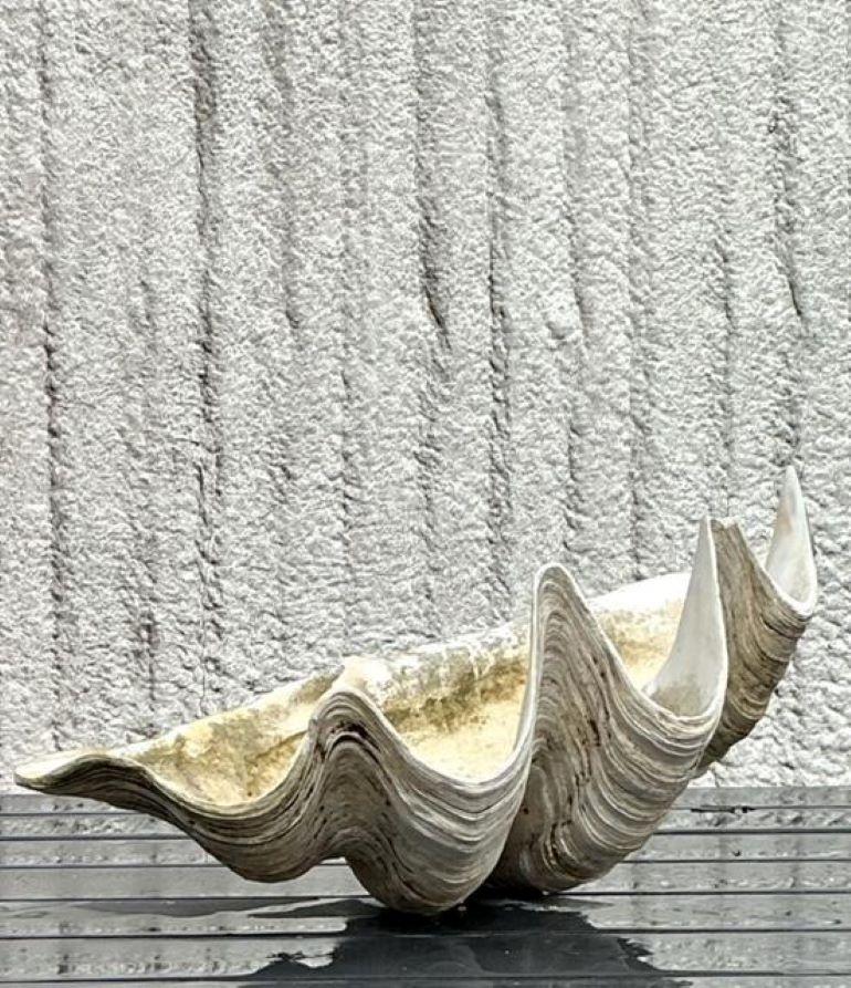 Vintage Coastal Monumental Tridacna Gigas Clam Shell #9 en vente 4