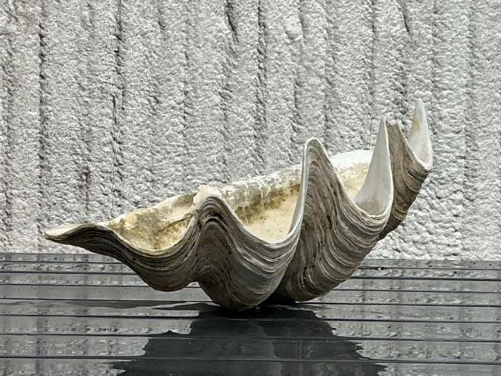 Vintage Coastal Monumental Tridacna Gigas Clam Shell #9 en vente 5