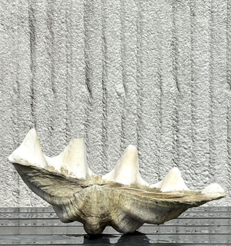 Infusez dans votre espace la beauté tranquille de la mer avec cette coquille de palourde Vintage Coastal Monumental Tridacna Gigas. Parfait pour les intérieurs de style américain, ce grand coquillage présente des détails complexes et réalistes ainsi