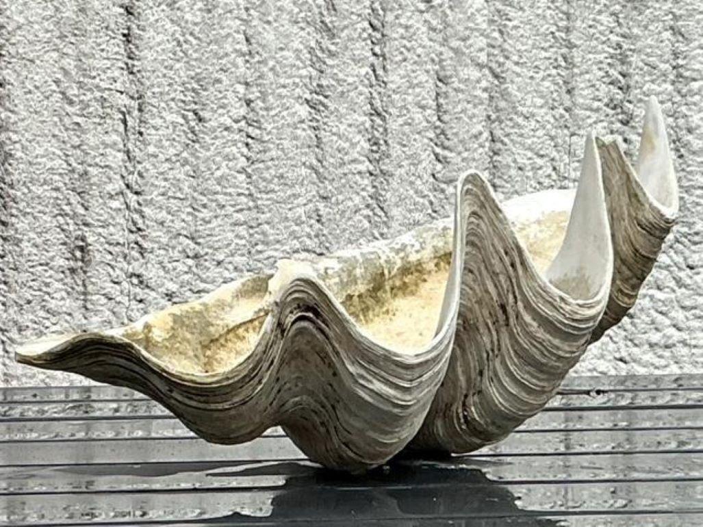 Vintage Coastal Monumental Tridacna Gigas Clam Shell #9 Bon état - En vente à west palm beach, FL