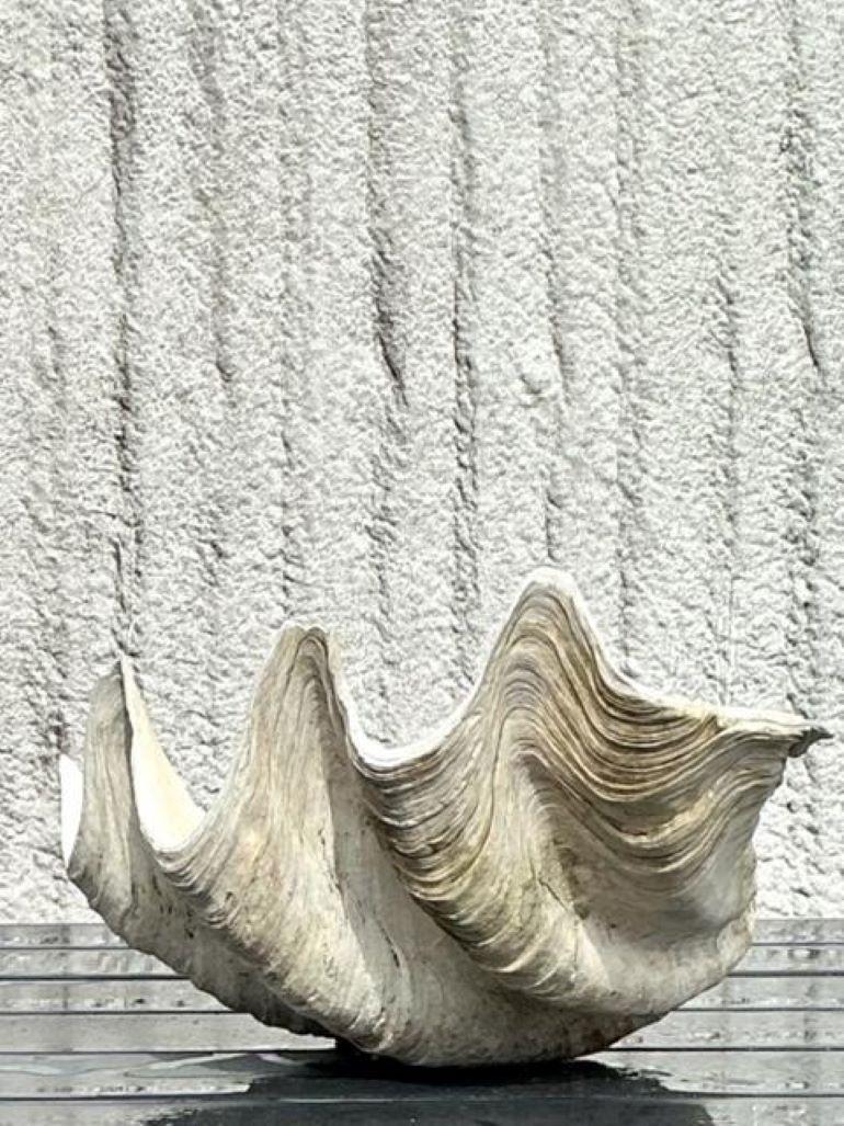 20ième siècle Vintage Coastal Monumental Tridacna Gigas Clam Shell #9 en vente
