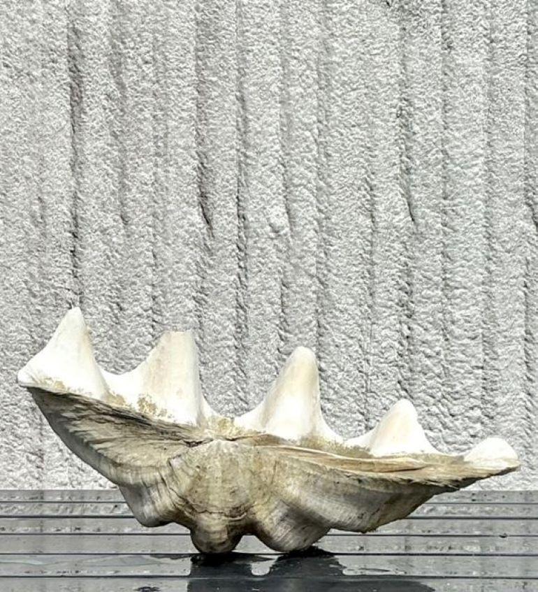 Coquillage Vintage Coastal Monumental Tridacna Gigas Clam Shell #9 en vente