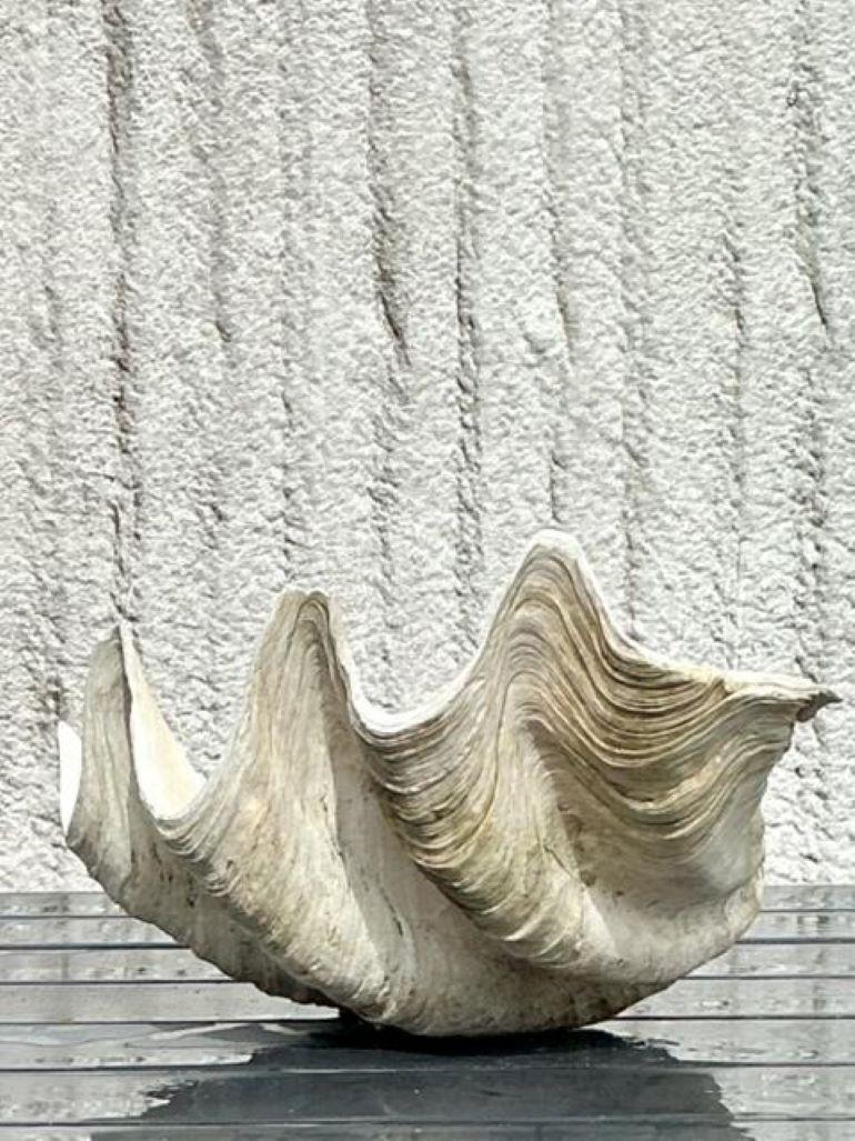 Vintage Coastal Monumental Tridacna Gigas Clam Shell #9 en vente 1