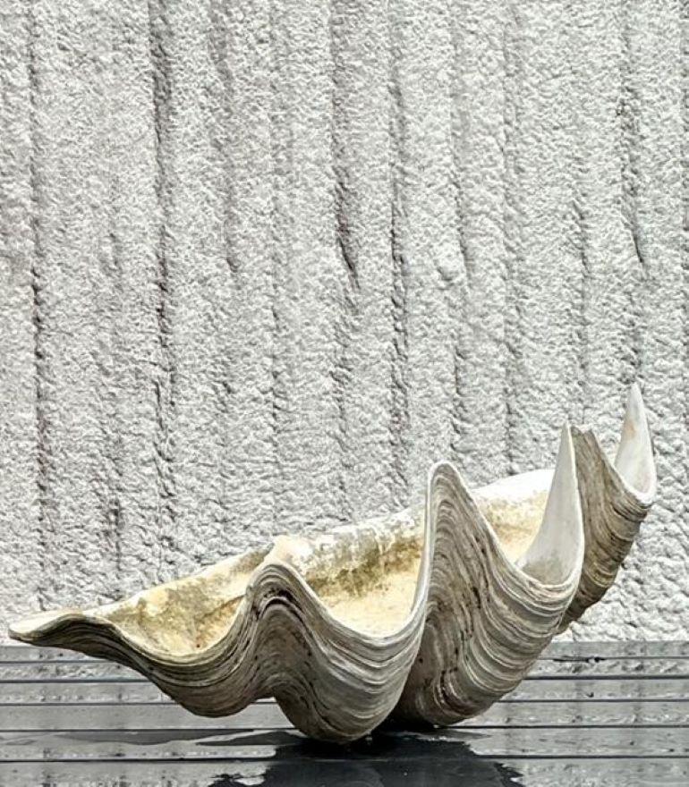 Vintage Coastal Monumental Tridacna Gigas Clam Shell #9 en vente 2