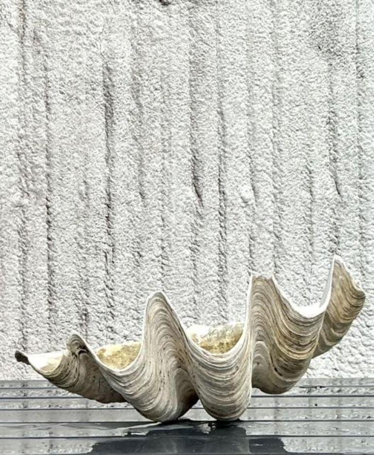 Vintage Coastal Monumental Tridacna Gigas Clam Shell #9 en vente 3