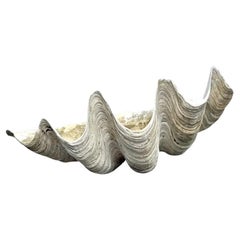 Vintage Coastal Monumental Tridacna Gigas Clam Shell #9