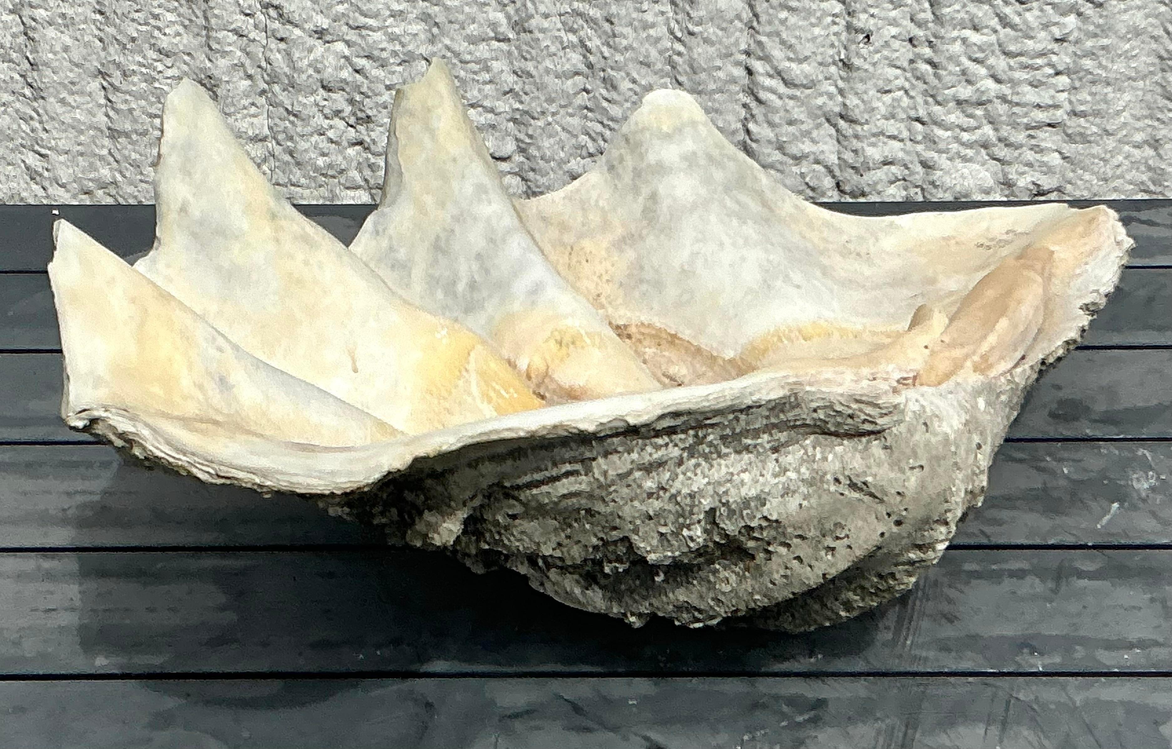 Philippine Vintage Coastal Monumental Tridacna Gigas Clamshell #2