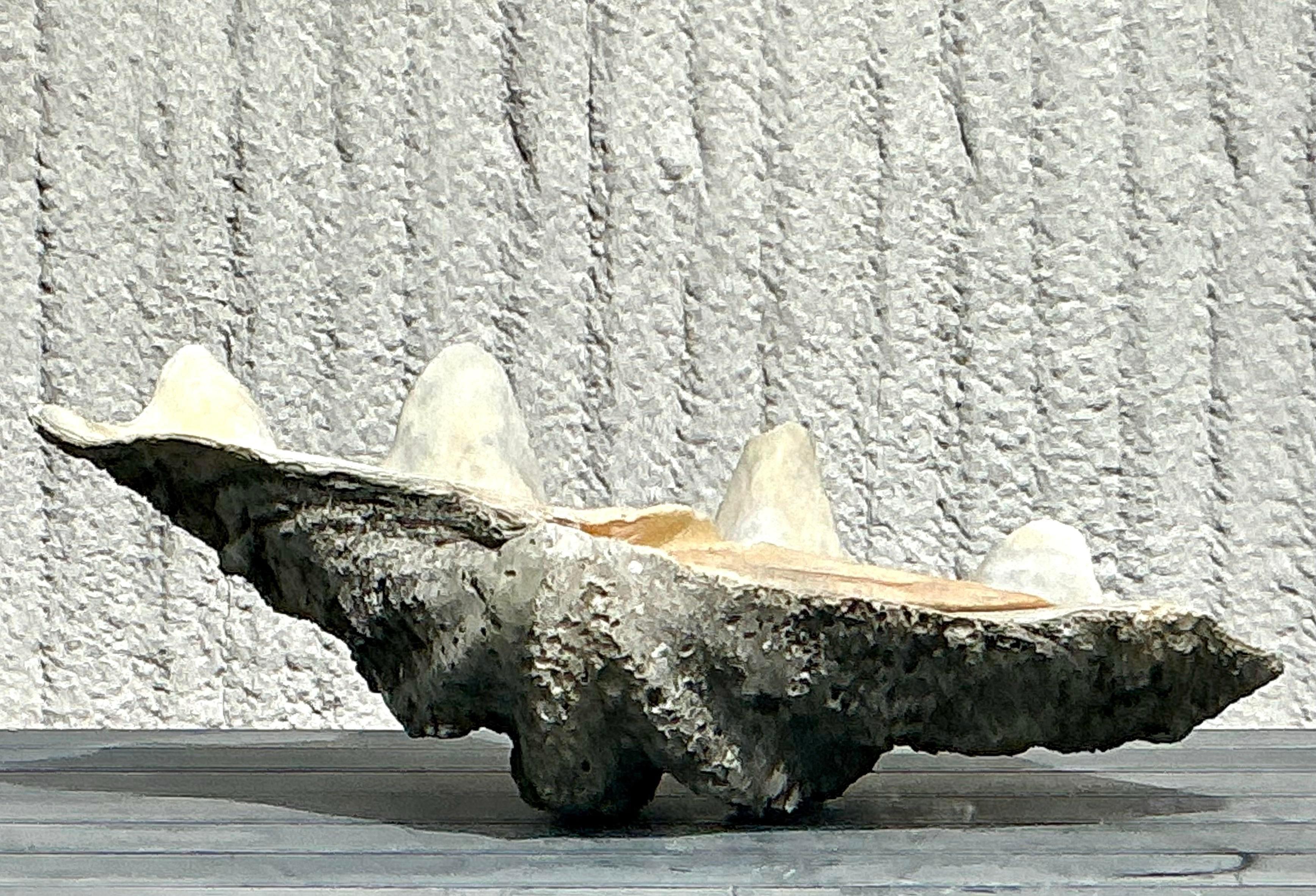 Vintage Coastal Monumental Tridacna Gigas Clamshell #2 In Good Condition In West Palm Beach, FL