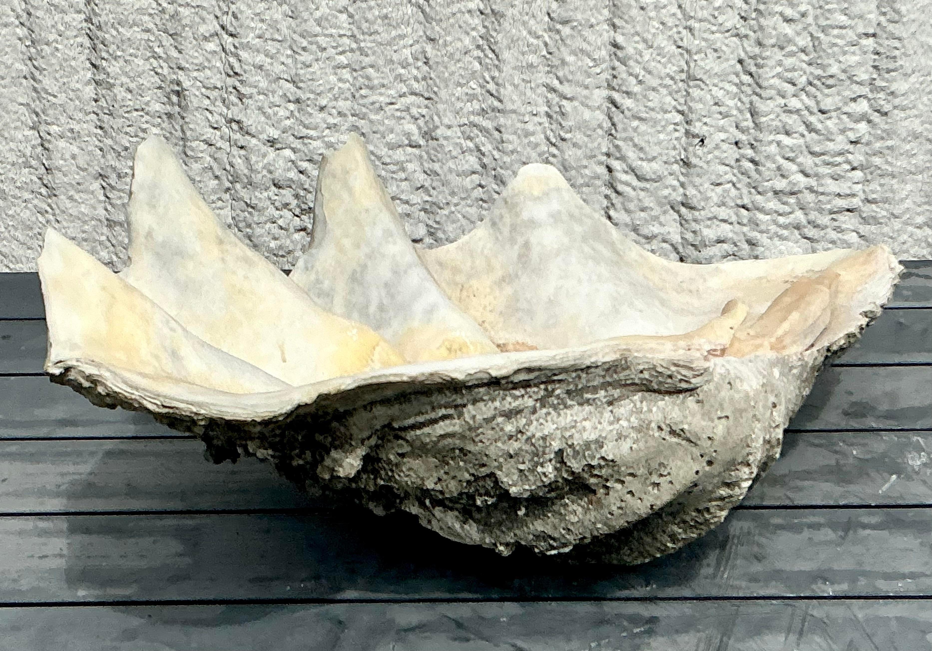 20th Century Vintage Coastal Monumental Tridacna Gigas Clamshell #2