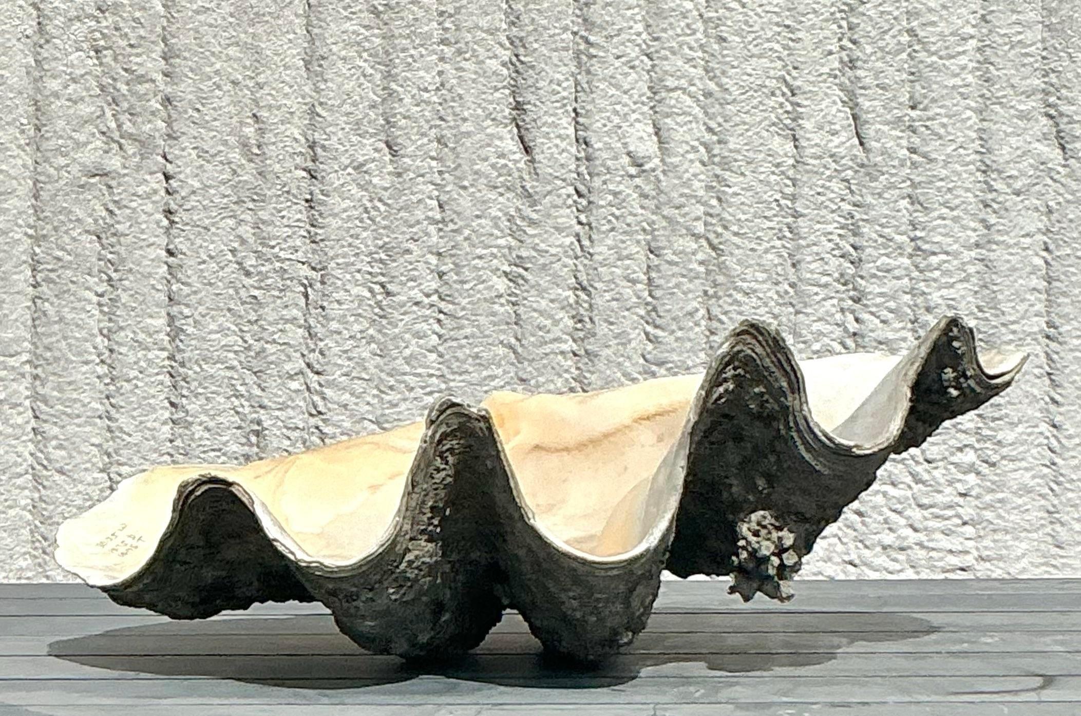 Shell Vintage Coastal Monumental Tridacna Gigas Clamshell #2