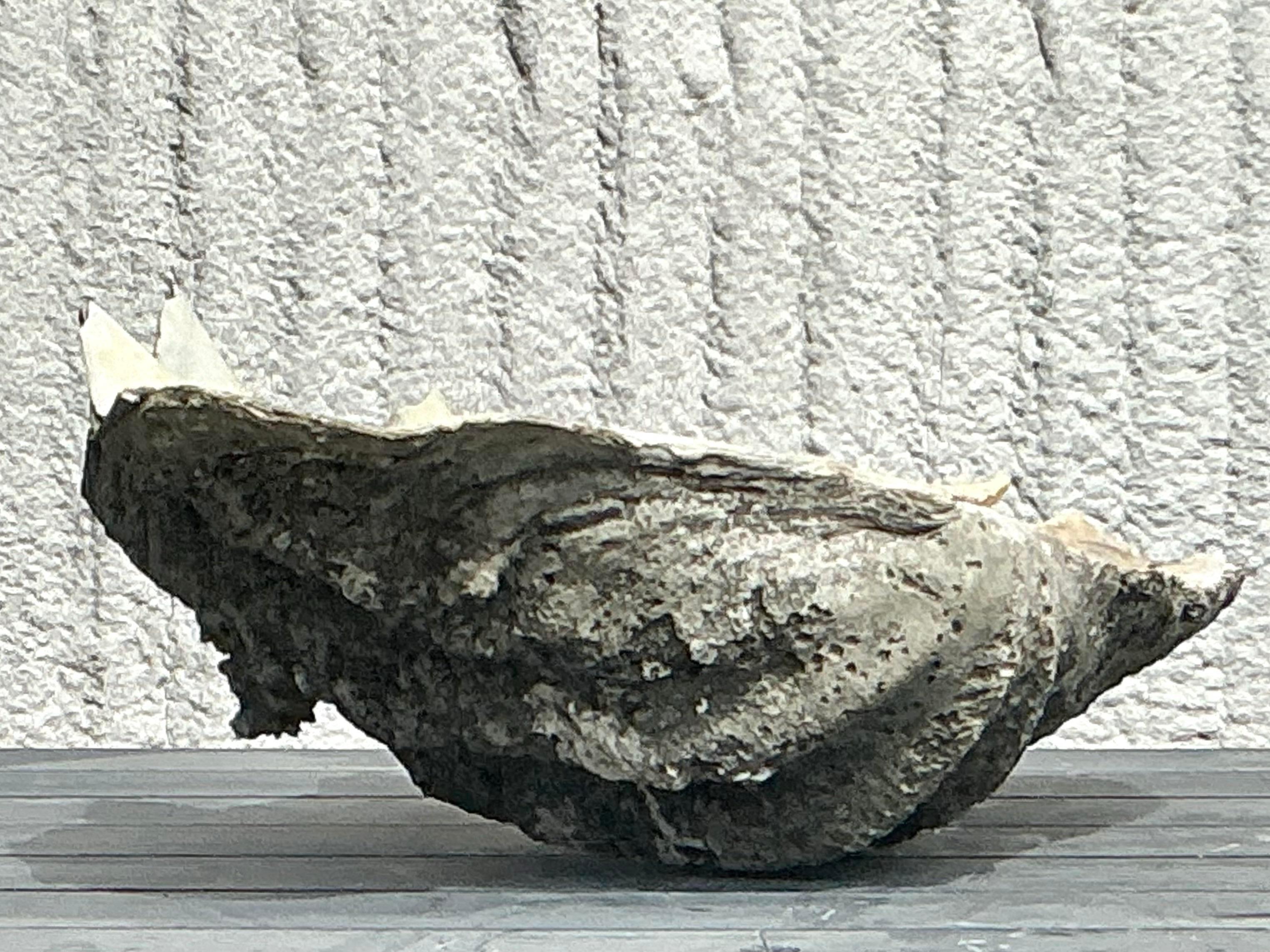 Vintage Coastal Monumental Tridacna Gigas Clamshell #2 3