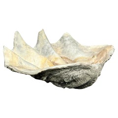 Vintage Costera Monumental Tridacna Gigas Almeja #2