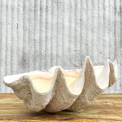 Vintage Coastal Monumental Tridacna Gigas Giant Clam Shell