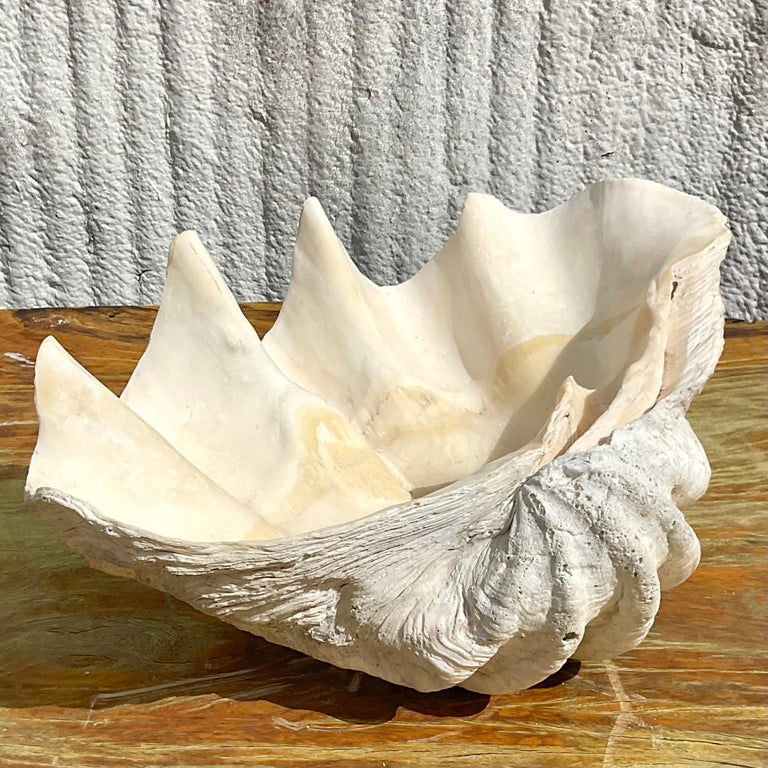 Vintage Coastal Monumental Tridacna Gigas Giant Clam Shell For Sale at