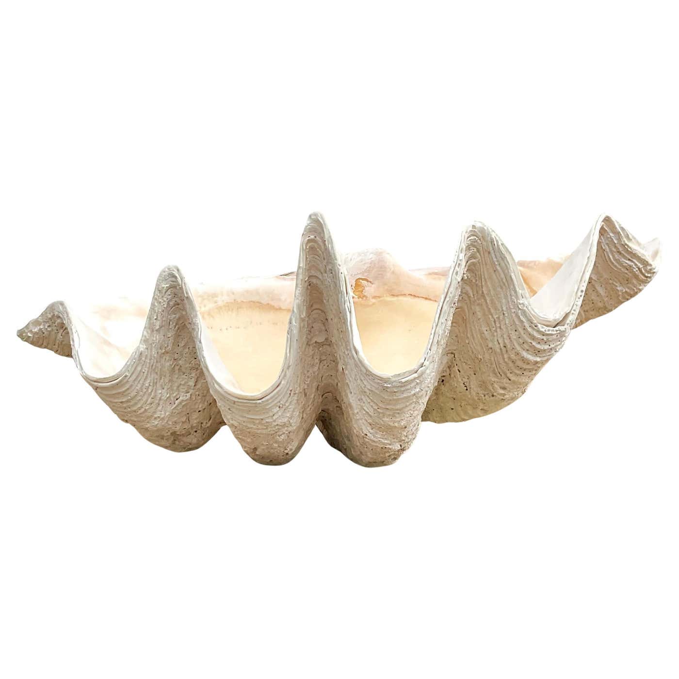 Vintage Coastal Monumental Tridacna Gigas Giant Clam Shell at 1stDibs ...