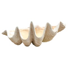 Vintage Coastal Monumental Tridacna Gigas Giant Clam Shell