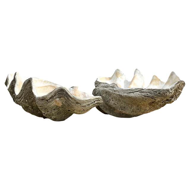 Giant Scalloped Clam Shell Centrepiece at 1stDibs