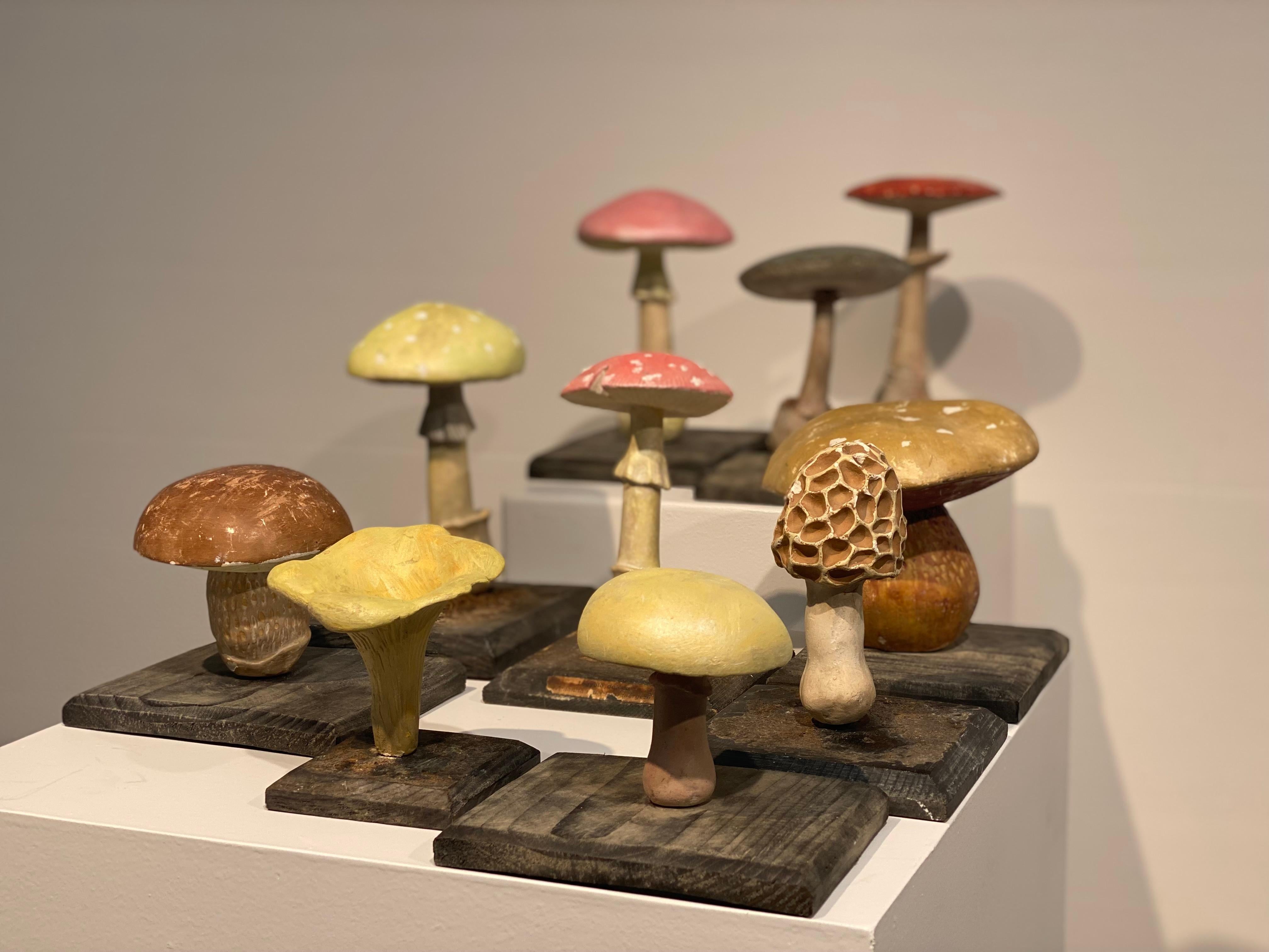 Collection'S di 10 modelli di funghi d'epoca 4