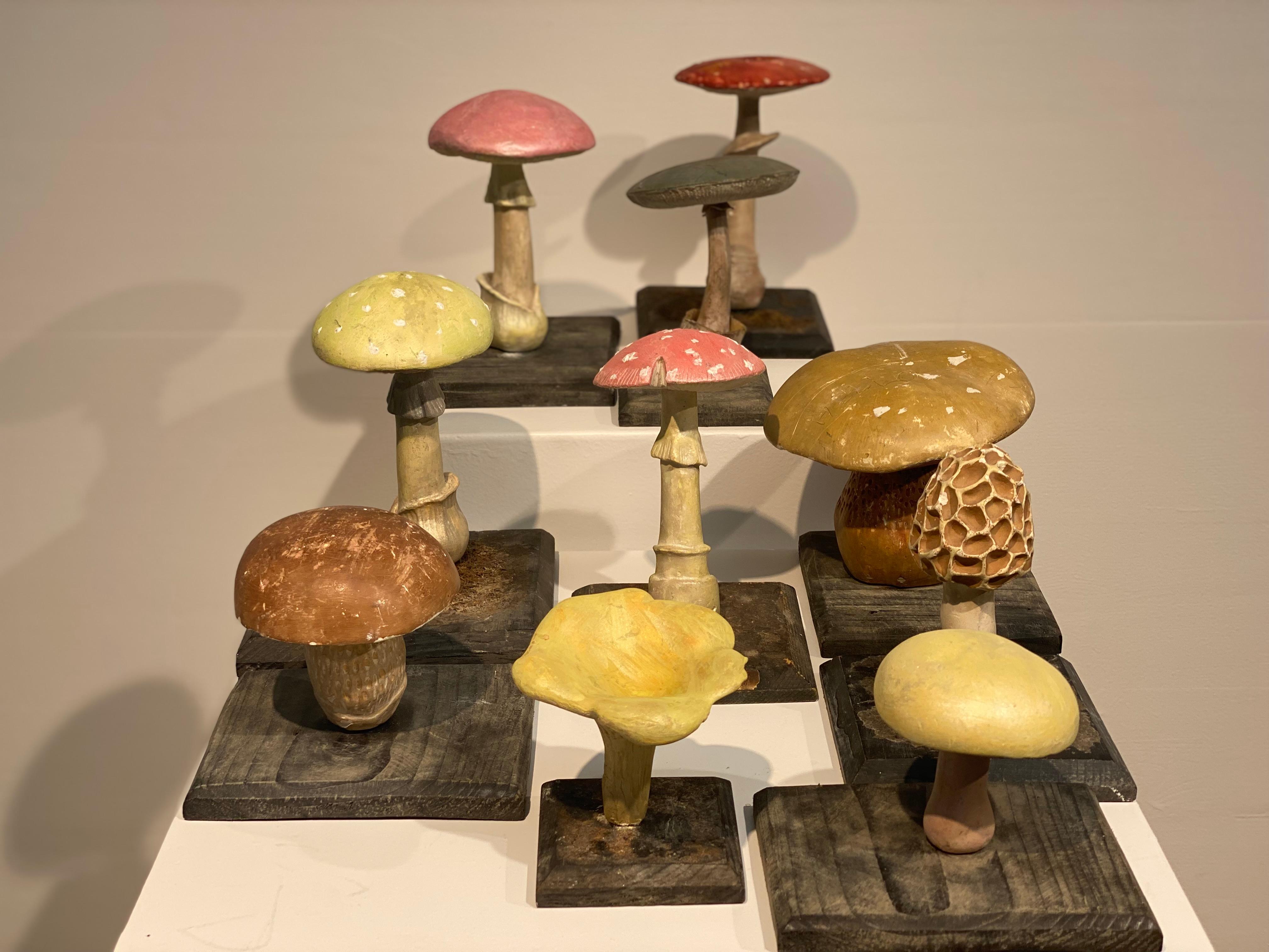 Collection'S di 10 modelli di funghi d'epoca 5