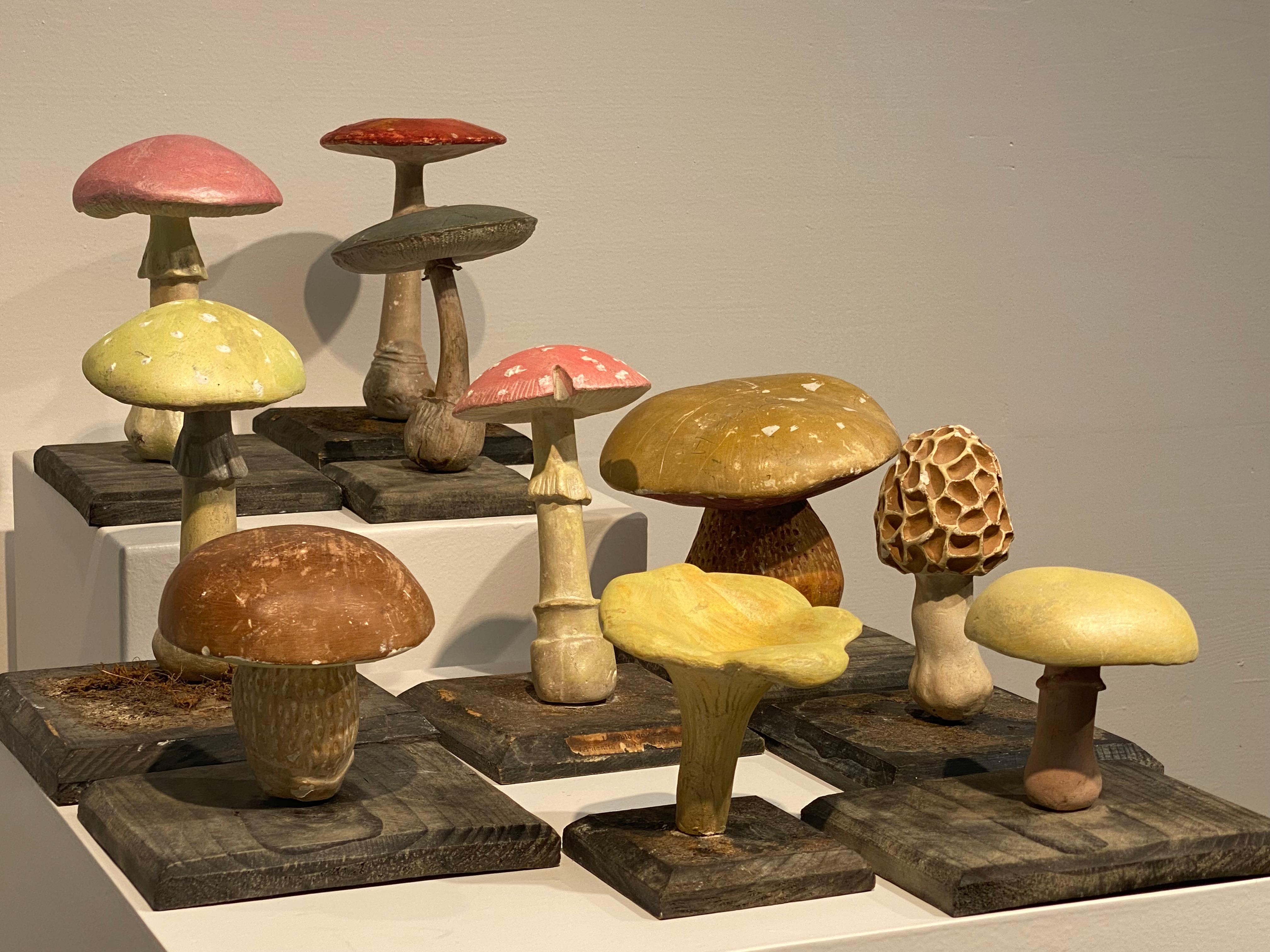 Collection'S di 10 modelli di funghi d'epoca 6