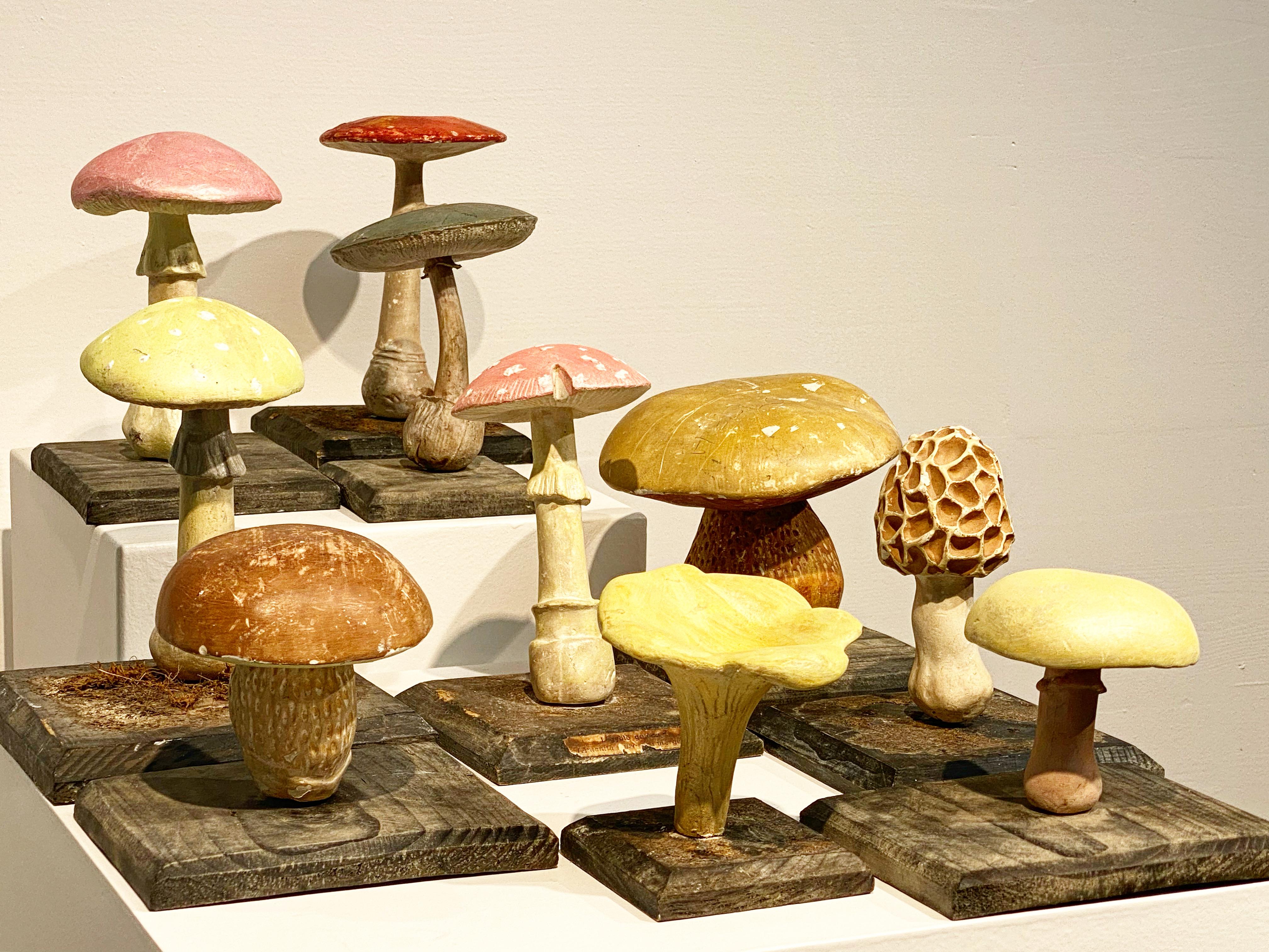 Collection'S di 10 modelli di funghi d'epoca 7