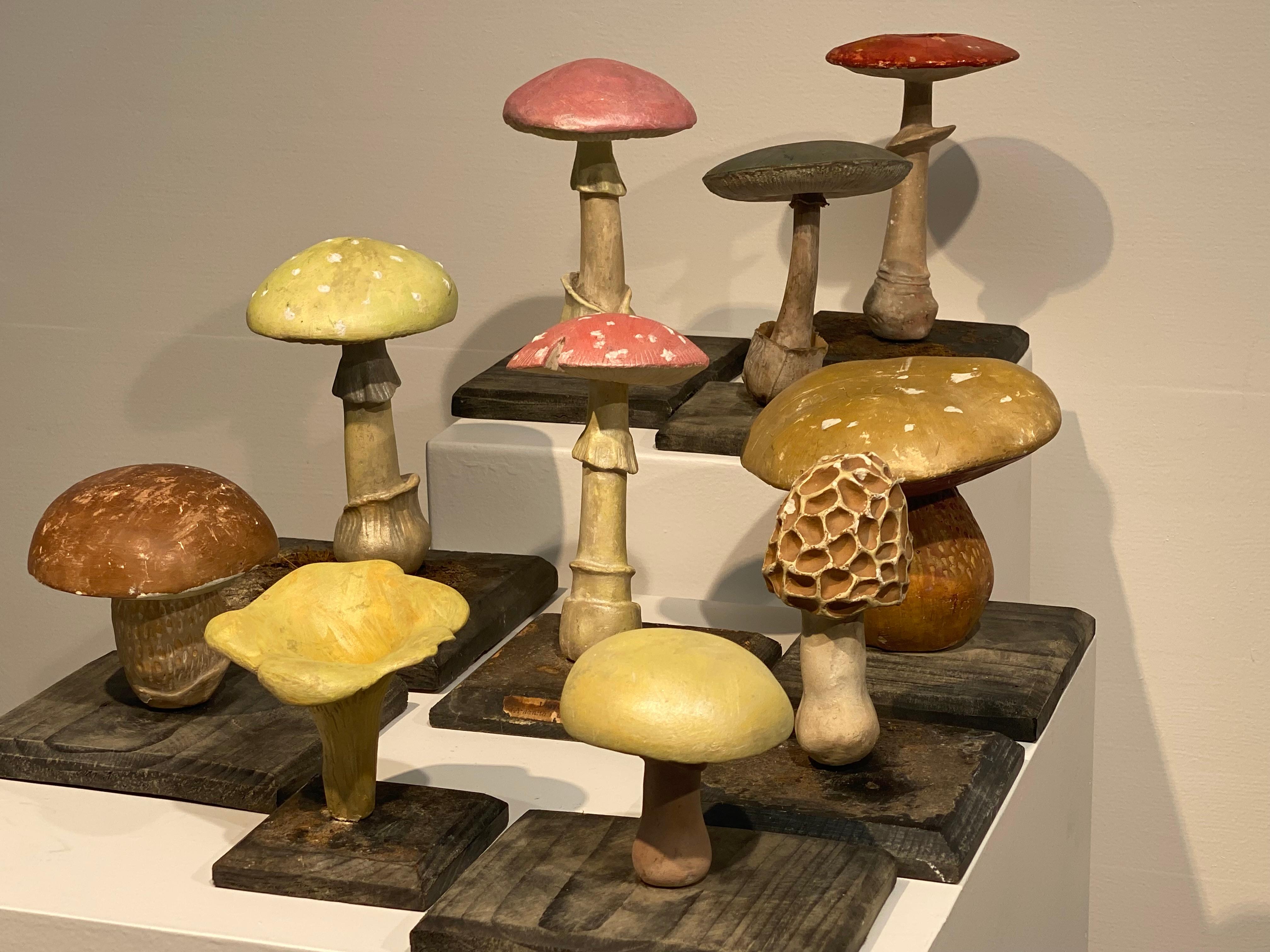 Collection'S di 10 modelli di funghi d'epoca 8