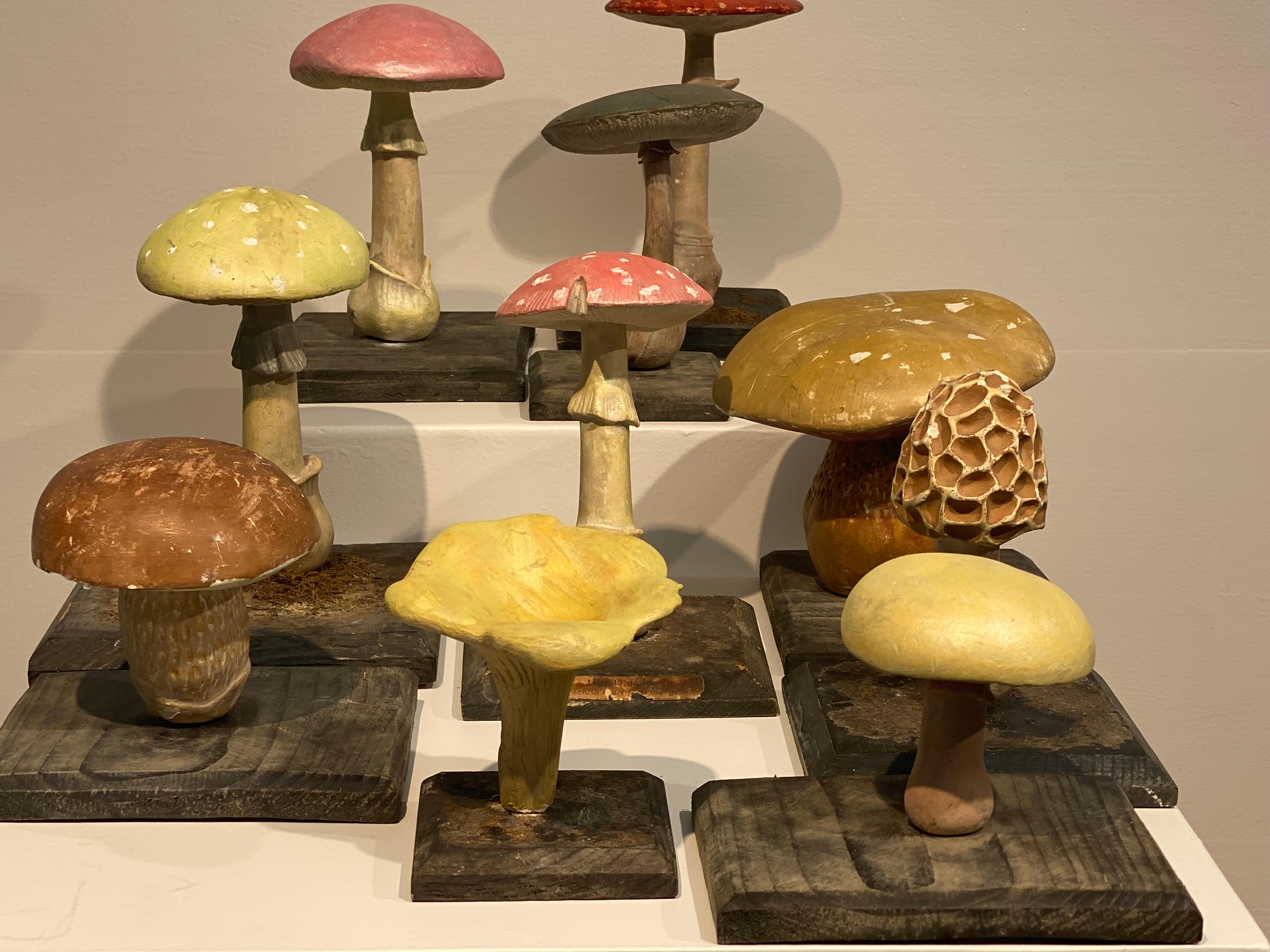 Collection'S di 10 modelli di funghi d'epoca 9