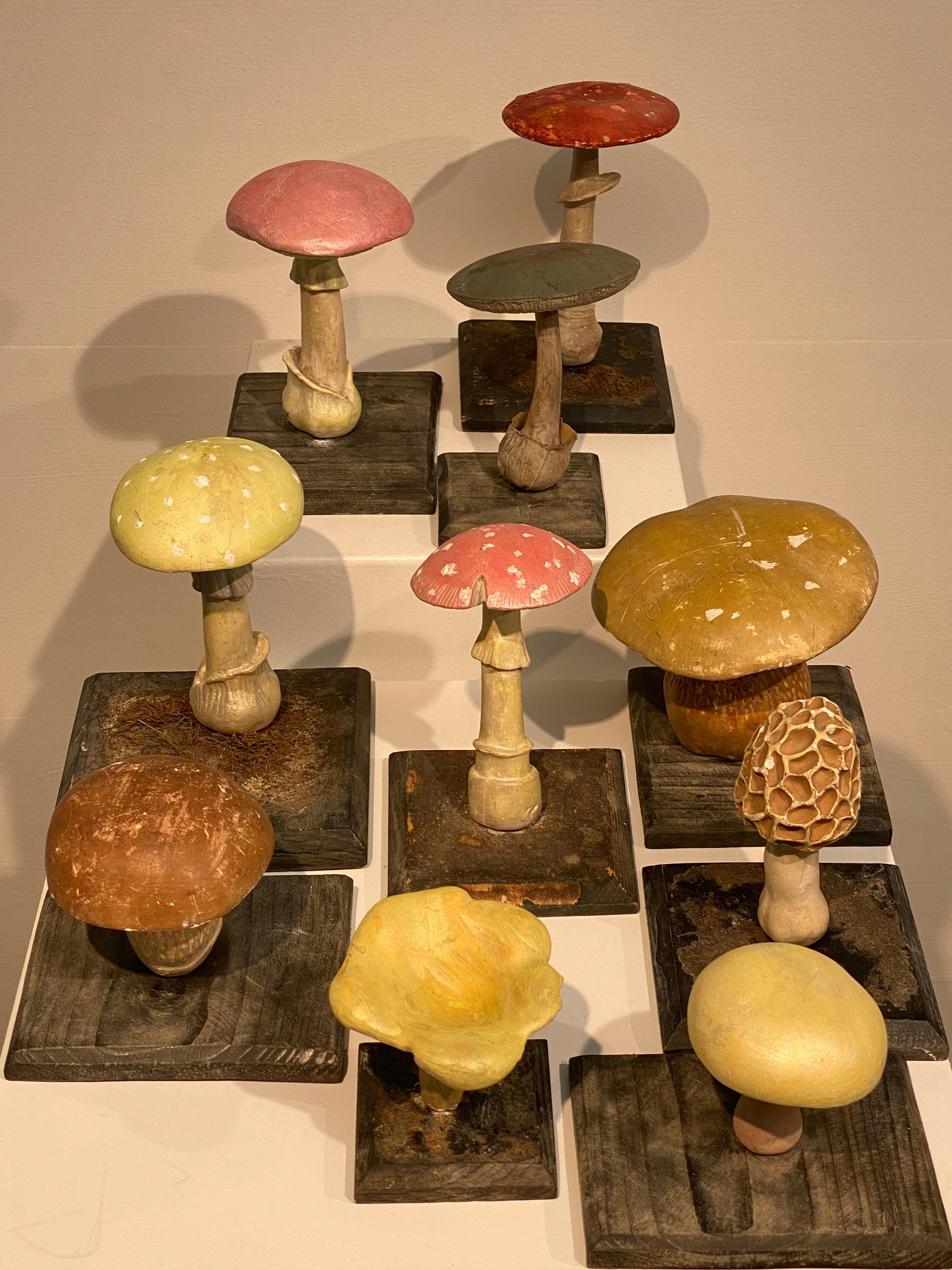 Collection'S di 10 modelli di funghi d'epoca 10