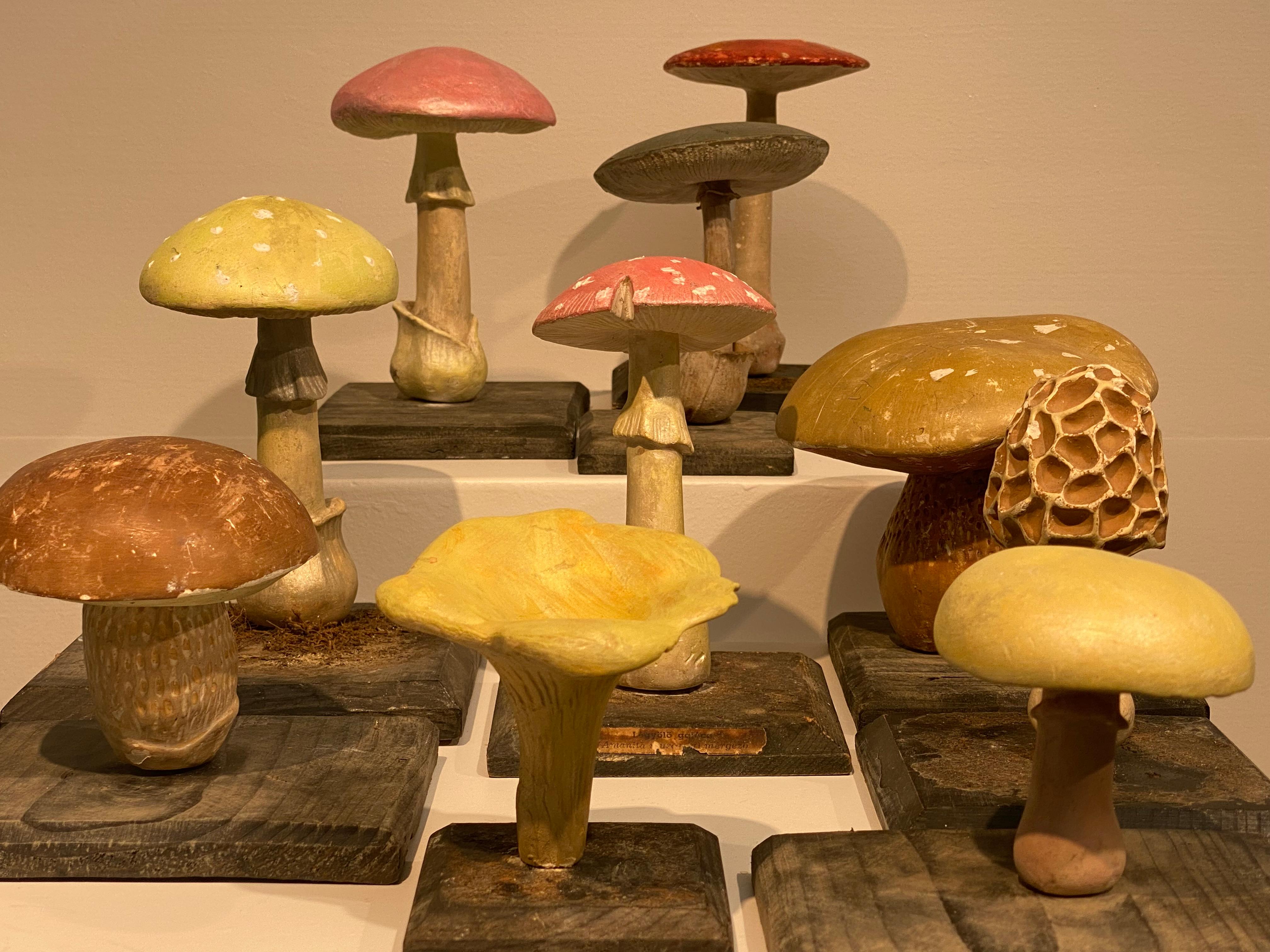 Collection'S di 10 modelli di funghi d'epoca 12