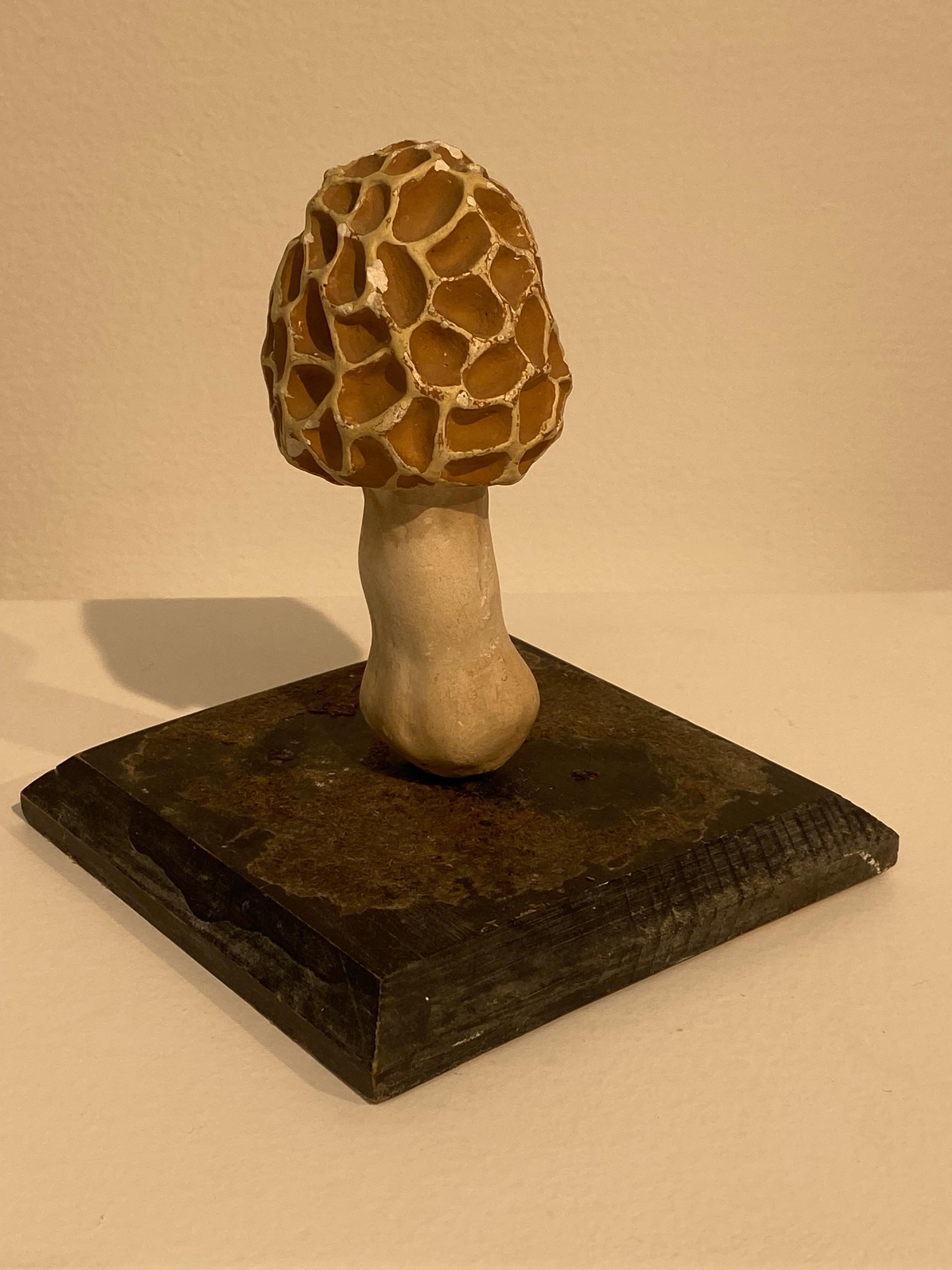 Collection'S di 10 modelli di funghi d'epoca In condizioni discrete a Schellebelle, BE