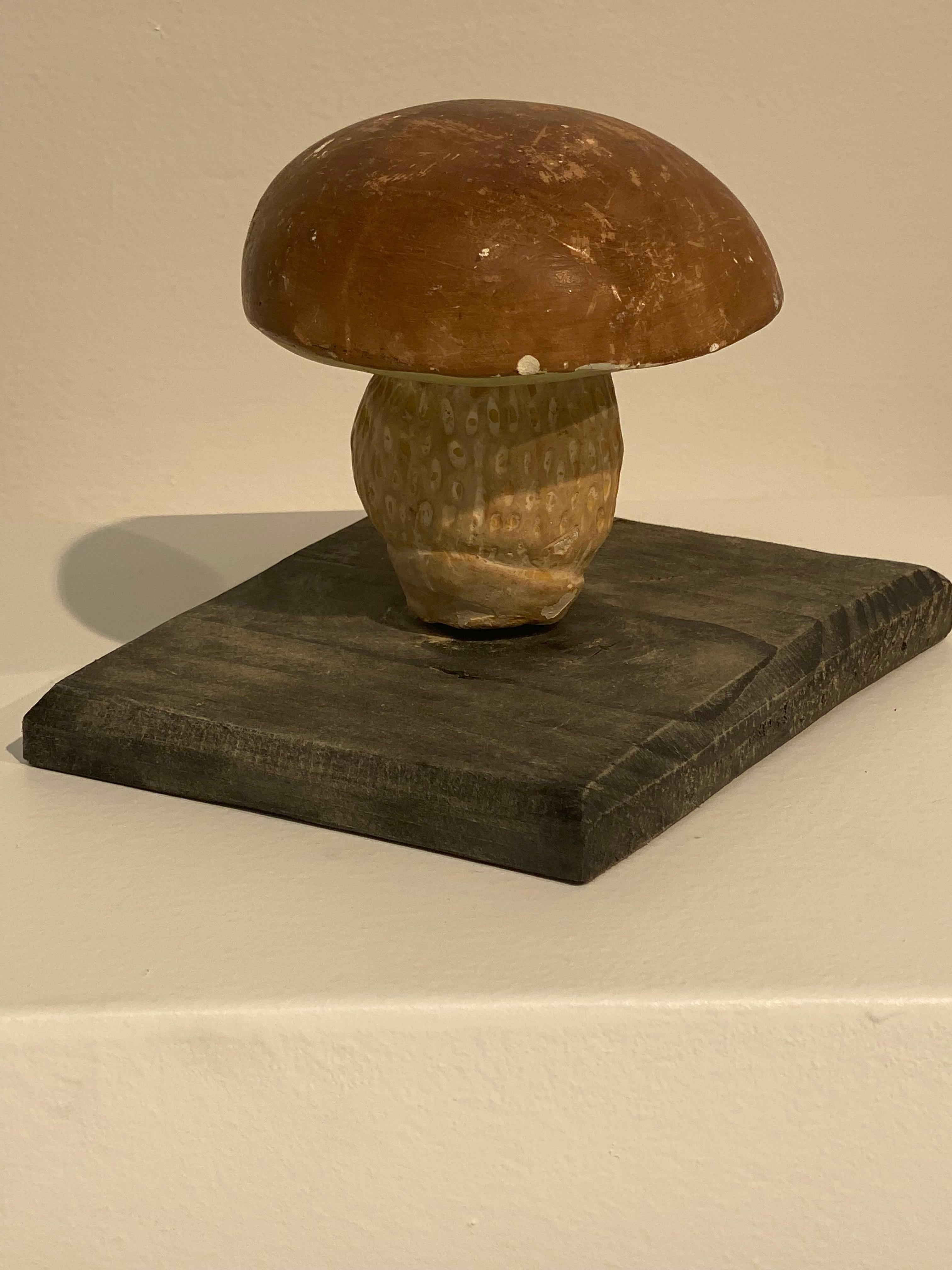 Collection'S di 10 modelli di funghi d'epoca 2
