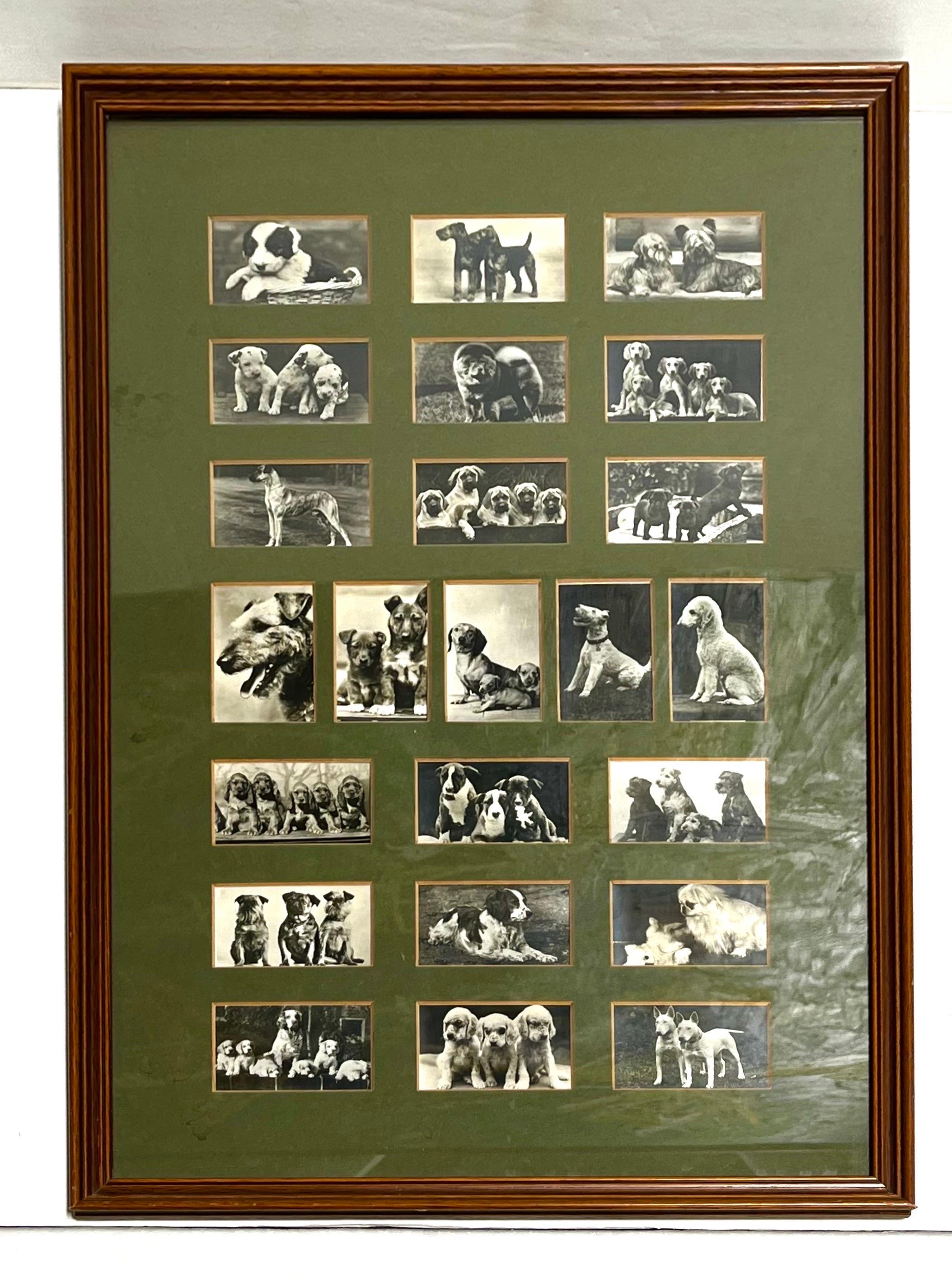A collection of twenty three vintage black and white photographic images of various dogs, framed and matted. Each photographic image measures approximately 2.75” by 1.75”. The various breeds of dogs are all presented in totally adorable