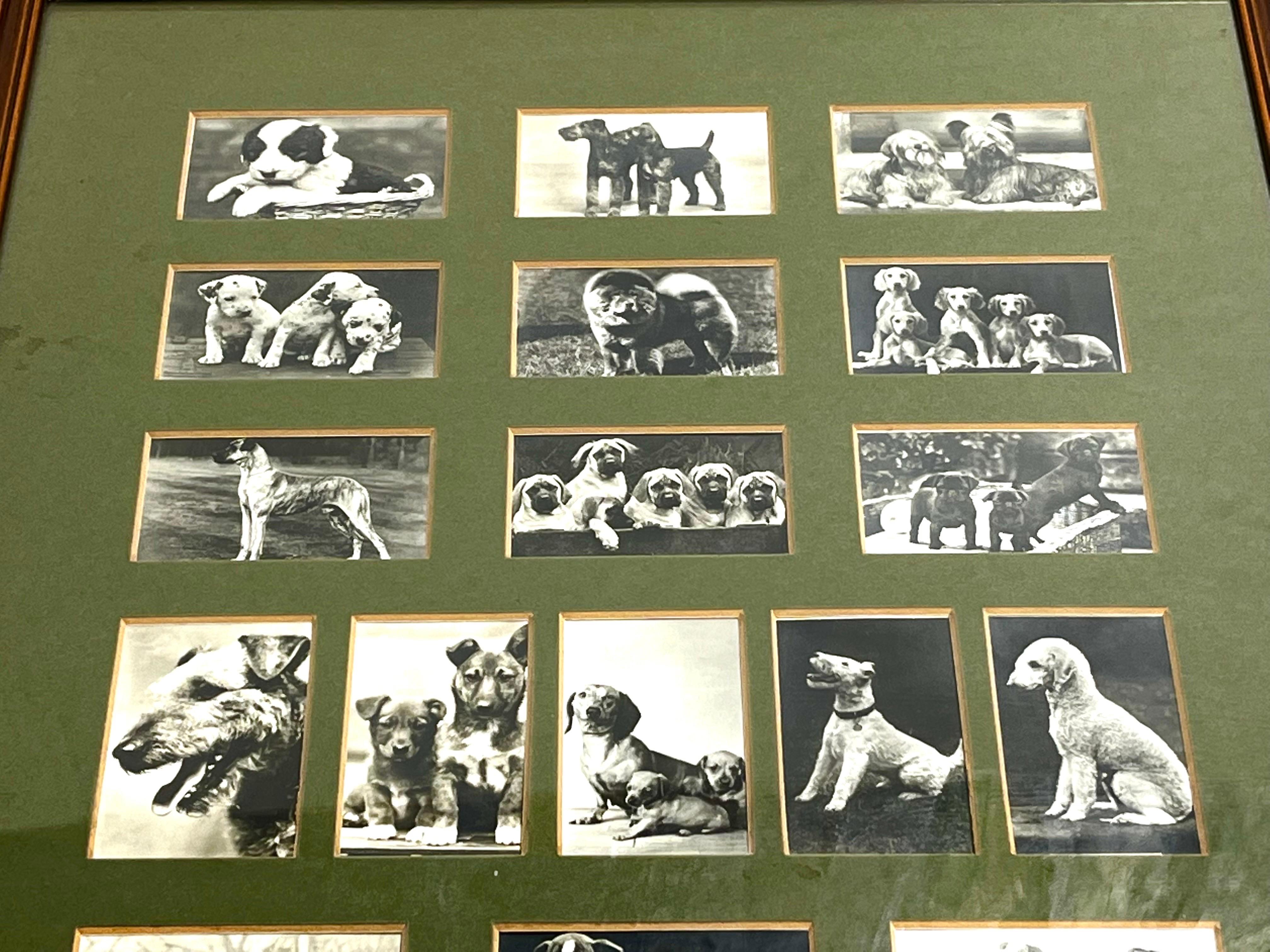 American Vintage Collection of Black and White Photographic Images of Dogs Framed Matted