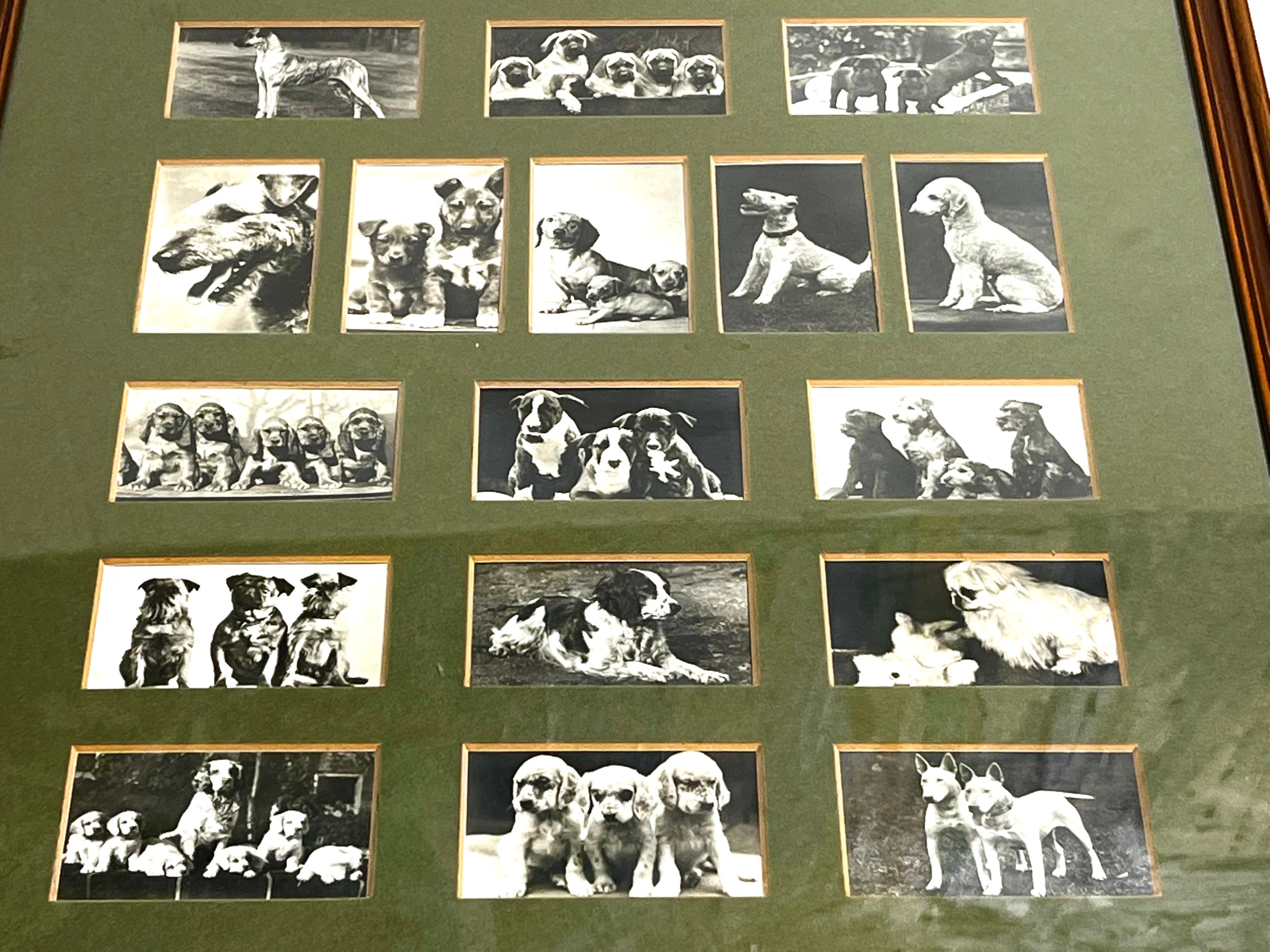 Vintage Collection of Black and White Photographic Images of Dogs Framed Matted In Good Condition In Atlanta, GA