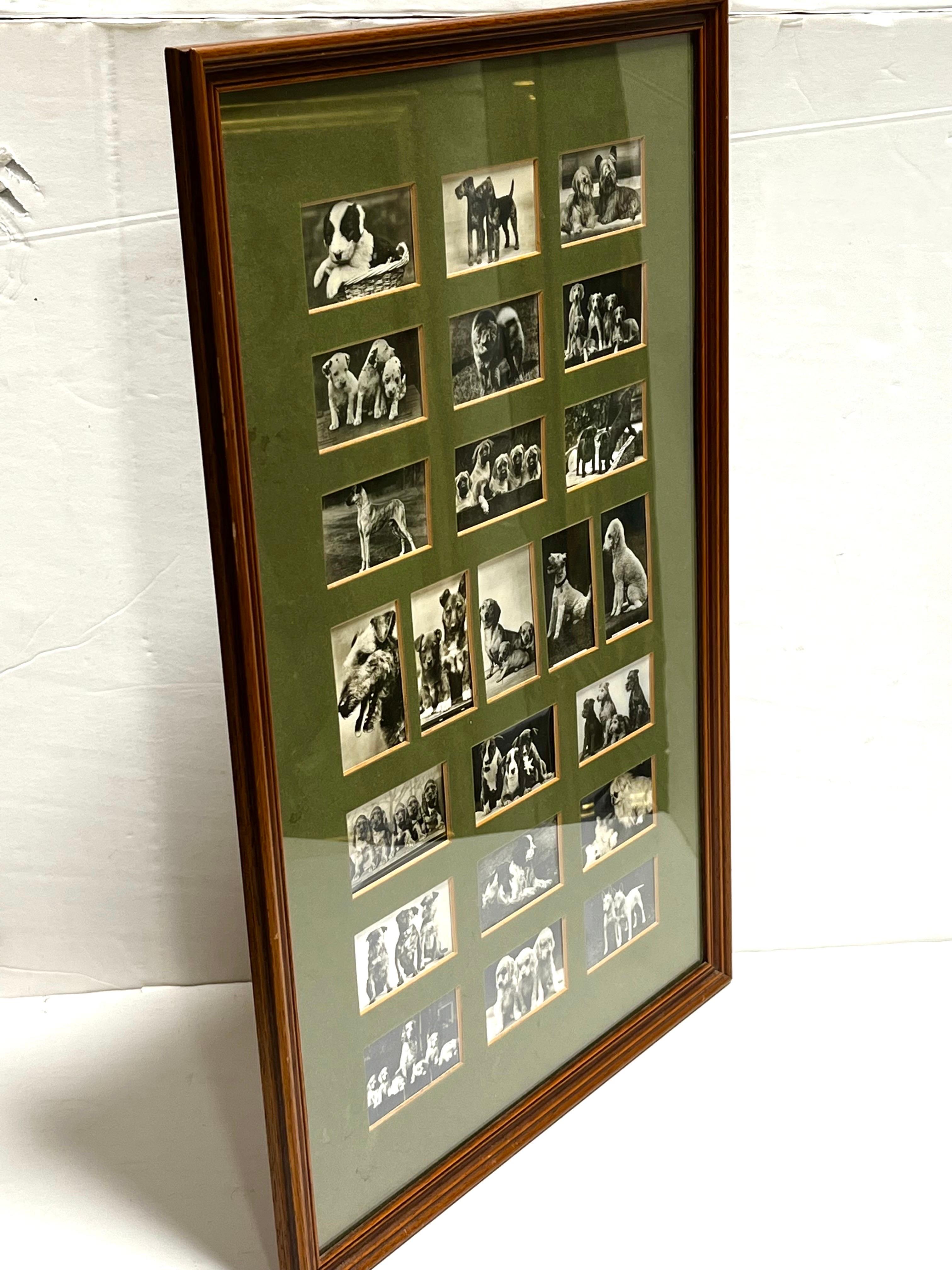 20th Century Vintage Collection of Black and White Photographic Images of Dogs Framed Matted