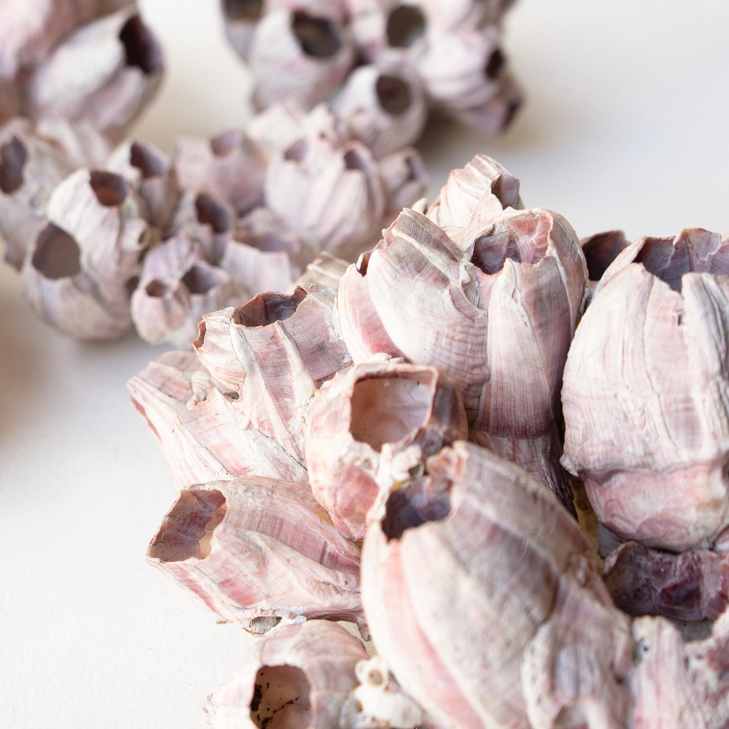 Colección Vintage De Percebes Gigantes De Color Rosa Oscuro, Especímenes De Concha, Mediados Del Siglo XX. siglo XX en venta
