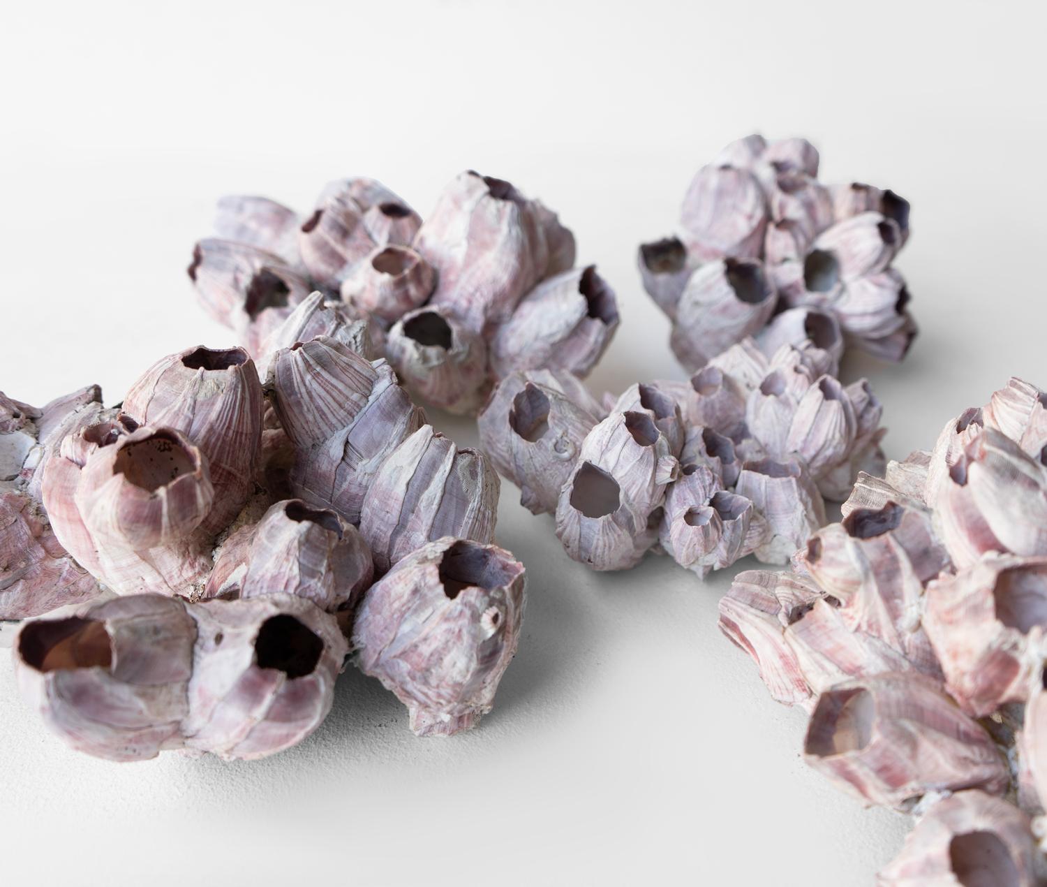 Colección Vintage De Percebes Gigantes De Color Rosa Oscuro, Especímenes De Concha, Mediados Del Siglo XX. Caparazón en venta