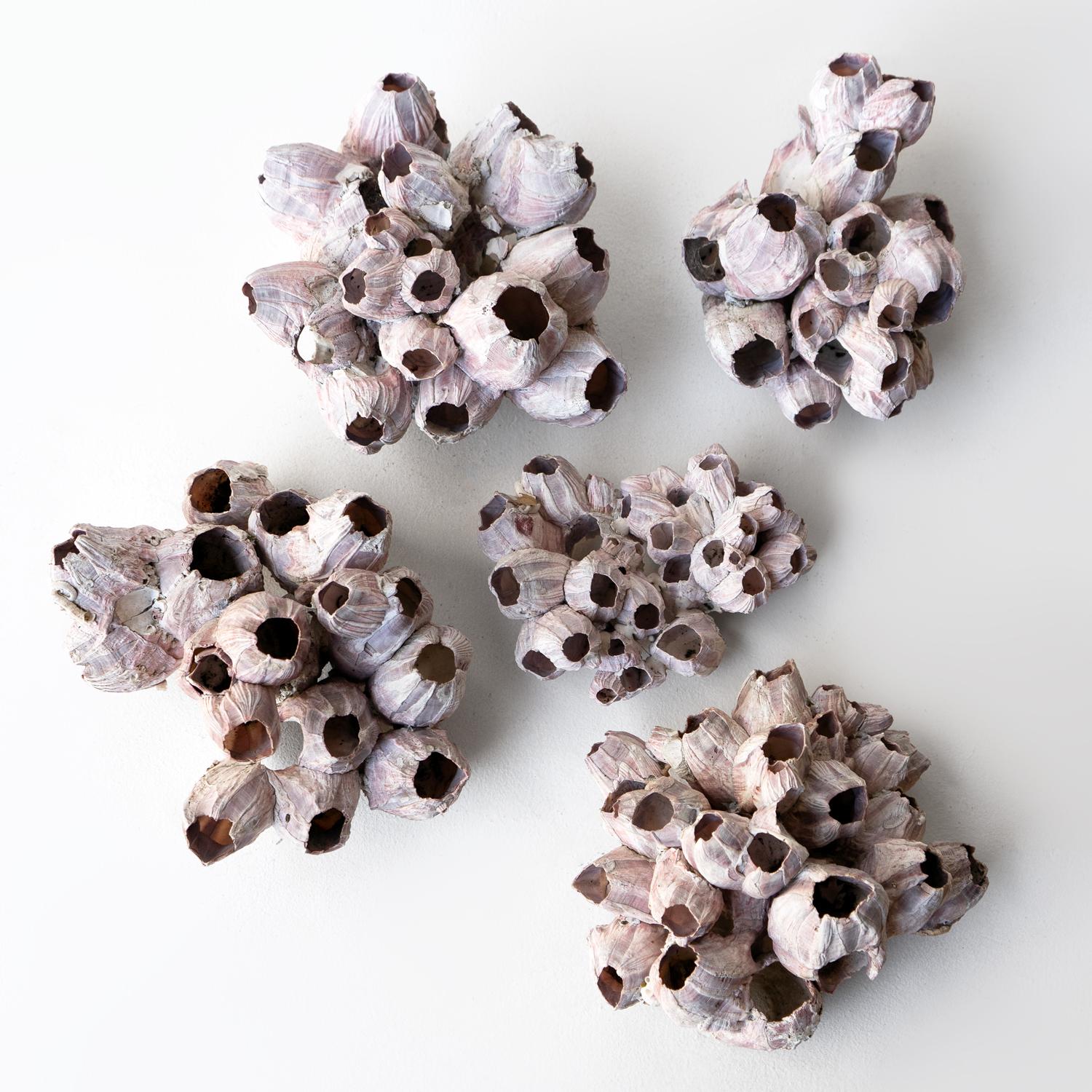 Colección Vintage De Percebes Gigantes De Color Rosa Oscuro, Especímenes De Concha, Mediados Del Siglo XX. en venta 1