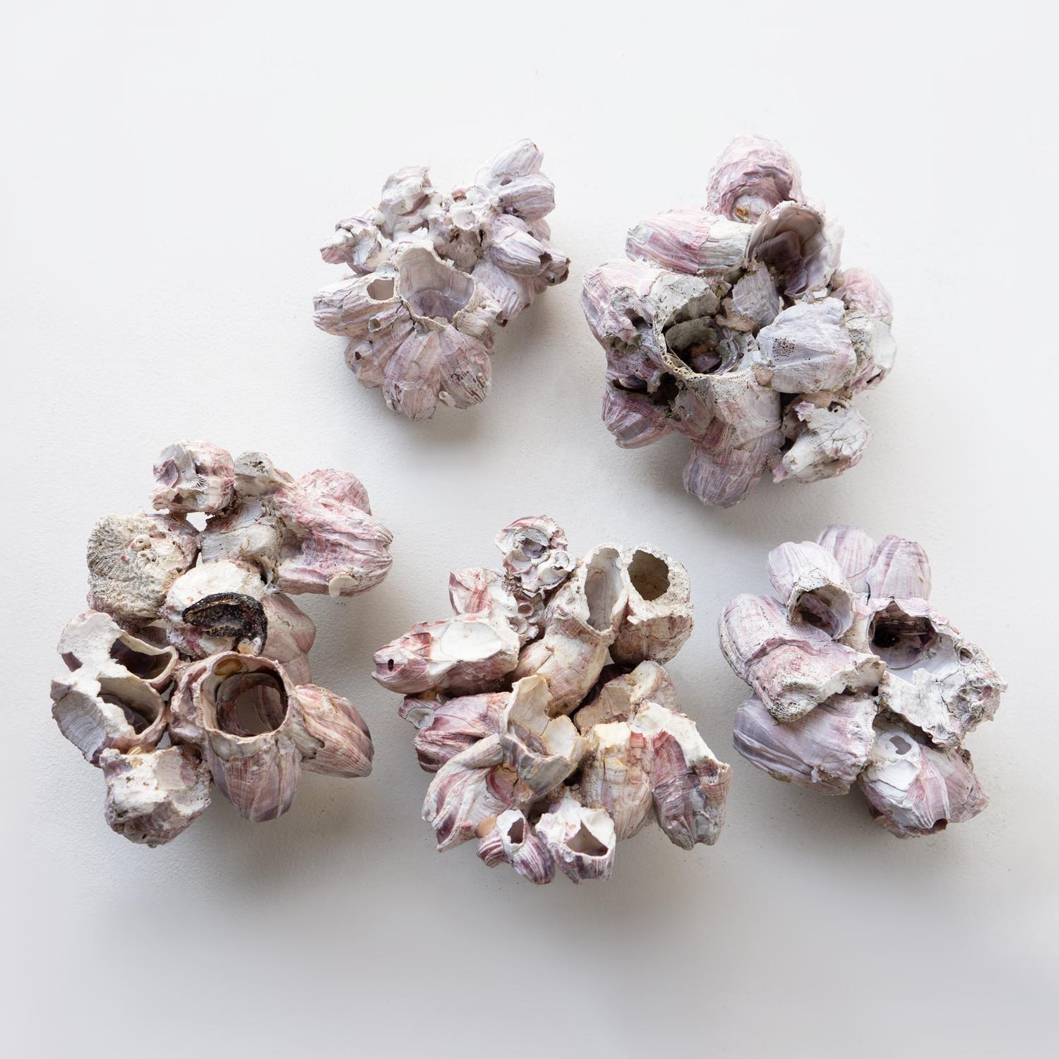 Colección Vintage De Percebes Gigantes De Color Rosa Oscuro, Especímenes De Concha, Mediados Del Siglo XX. en venta 4