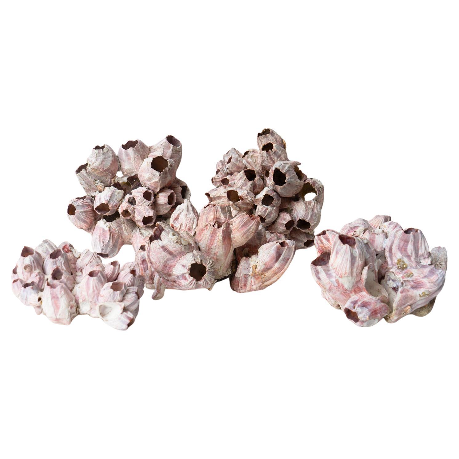 Colección Vintage De Percebes Gigantes De Color Rosa Oscuro, Especímenes De Concha, Mediados Del Siglo XX. en venta