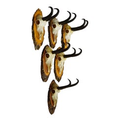 Vintage Collection of Six Chamois Trophies on Wooden Plaques, Germany ca. 1960s