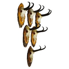 Vintage Collection of Six Chamois Trophies on Wooden Plaques, Germany ca. 1960s